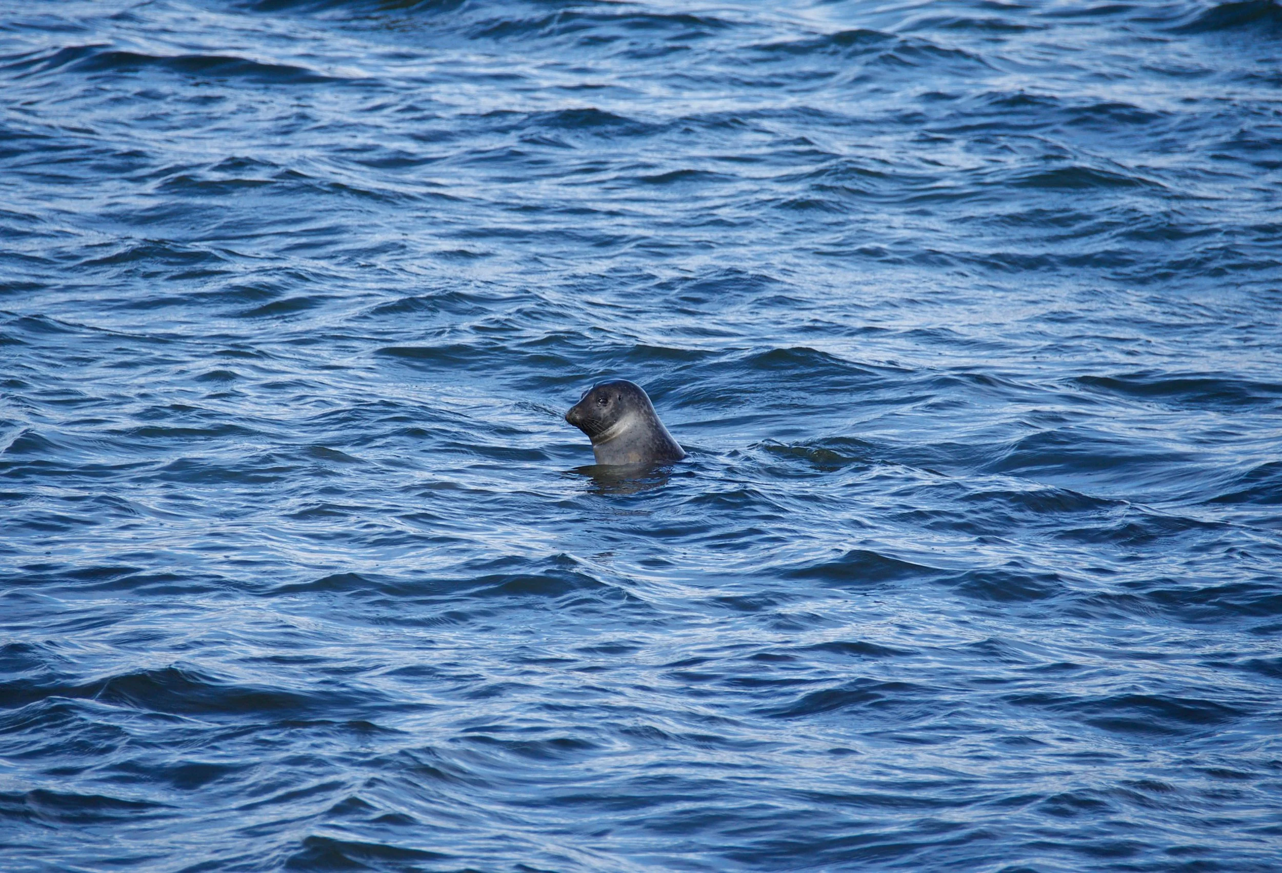 Seal Svalbard.jpg