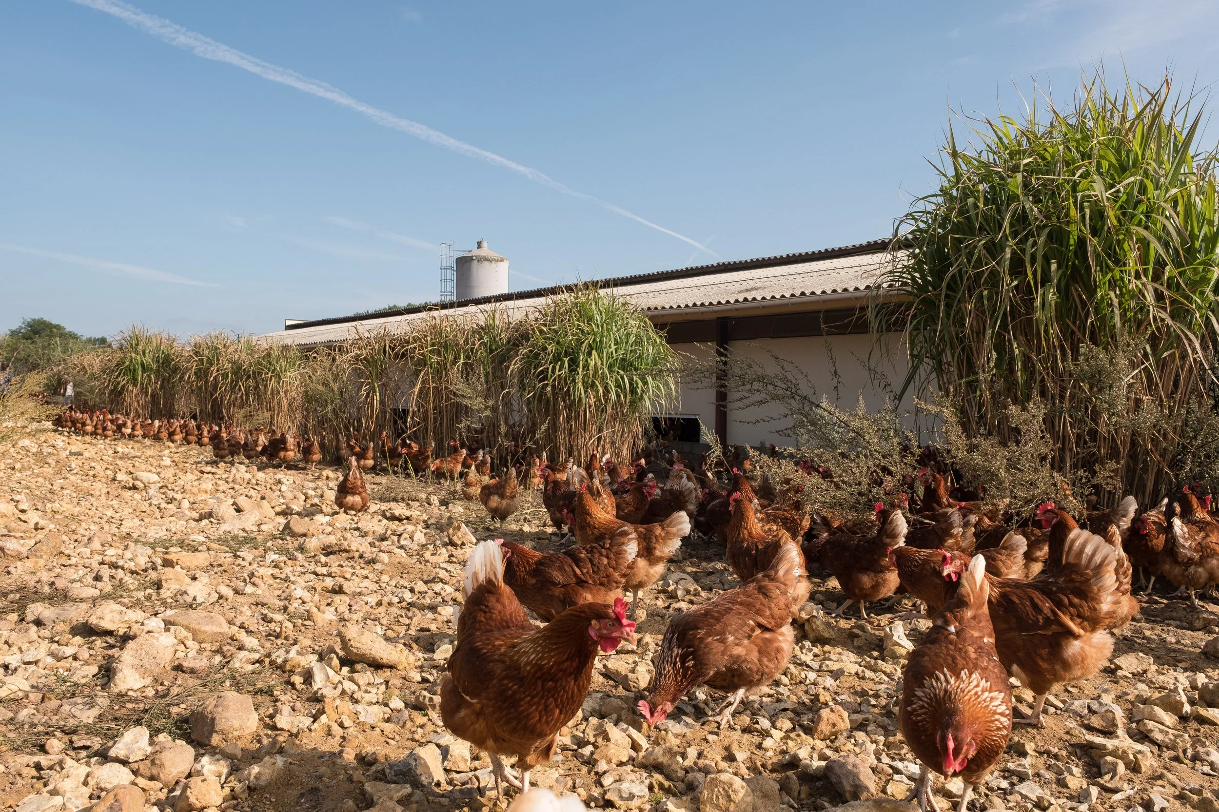 Poules dans une exploitation avec des cultures de maïs en arrière-plan, sous un ciel bleu clair