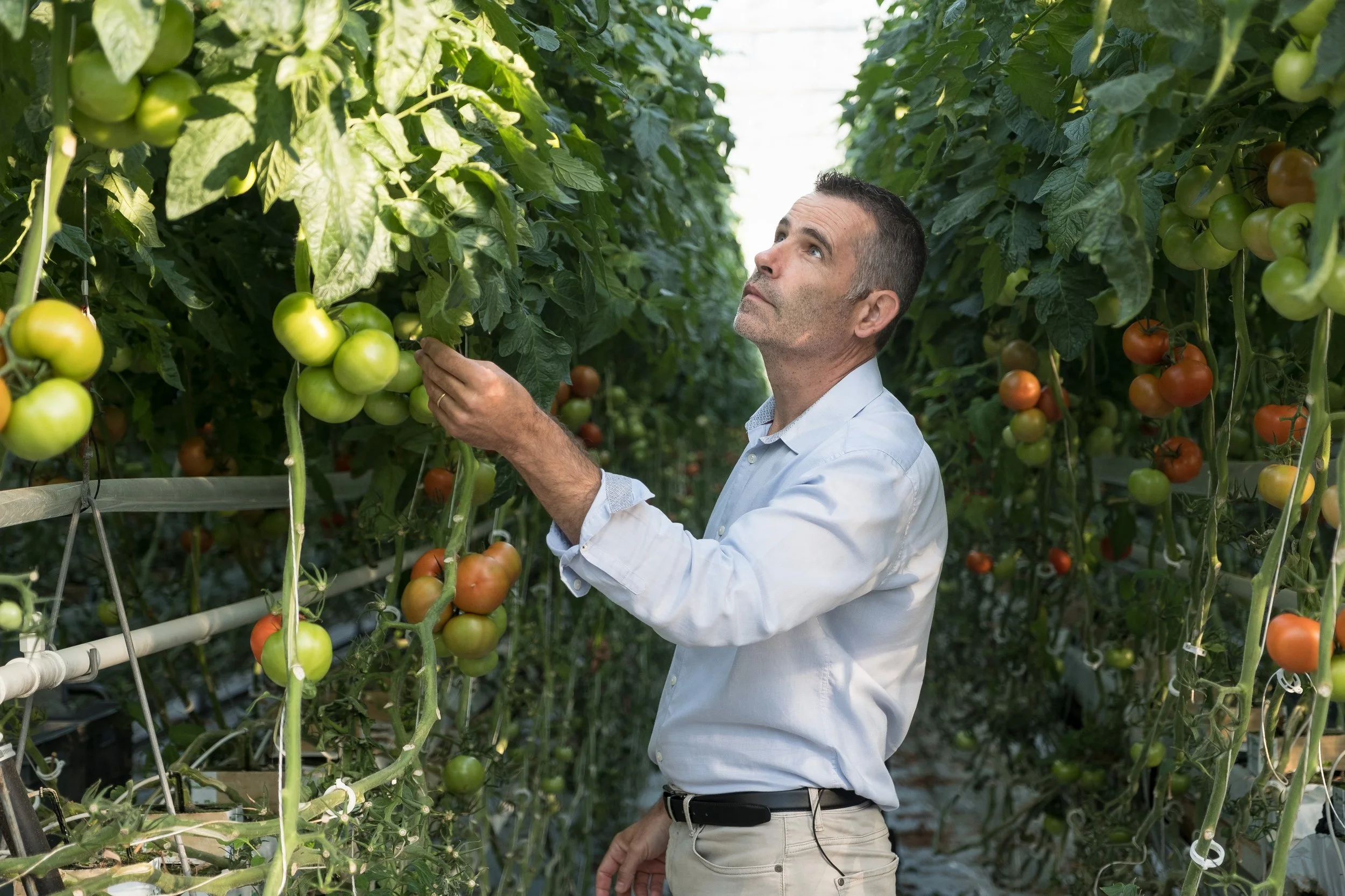 Un homme inspecte des tomates vertes et mûres dans une serre agricole.
