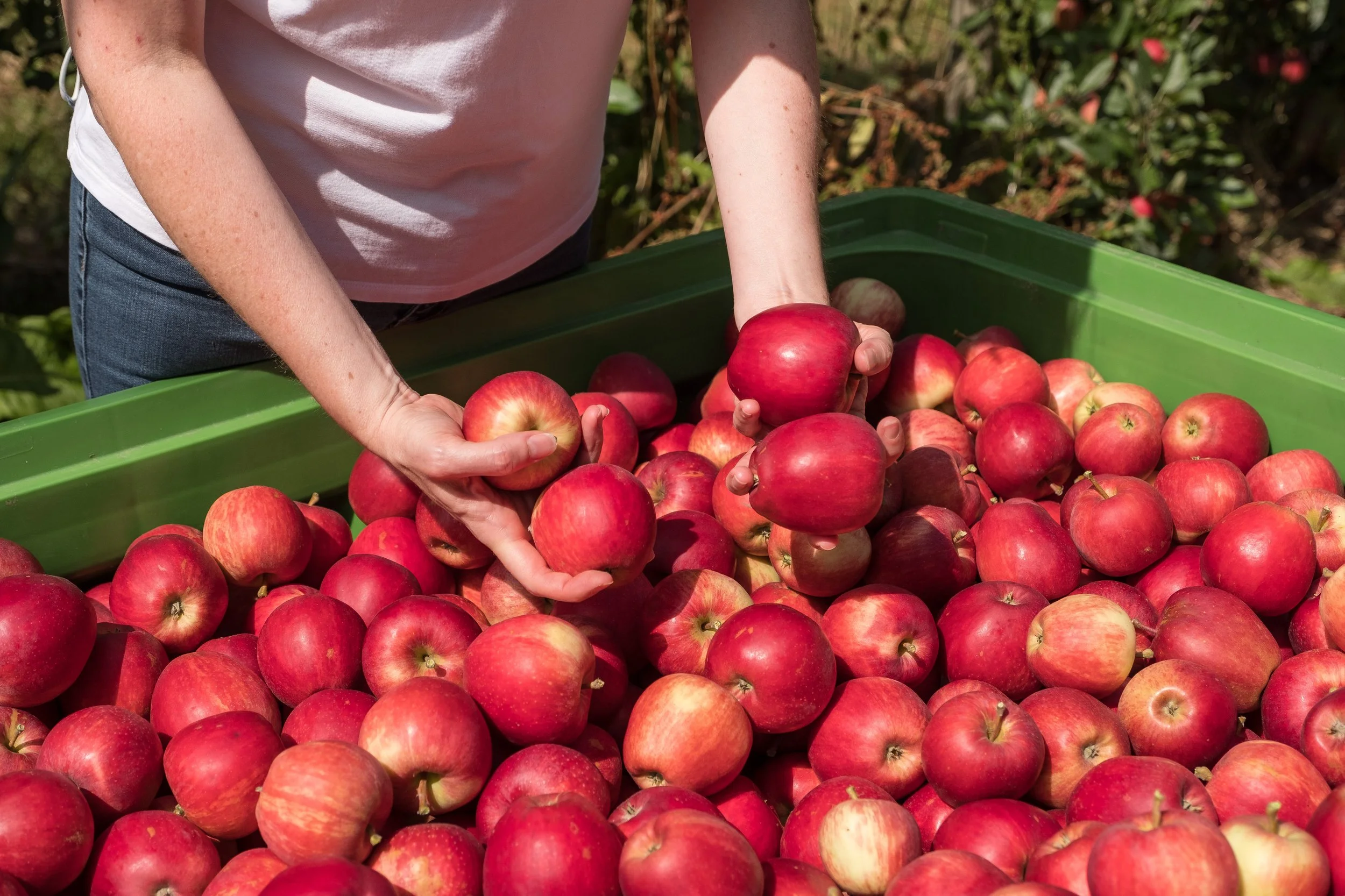 Une personne dépose des pommes rouges dans une grande caisse en plastique vert lors d'une journée ensoleillée.
