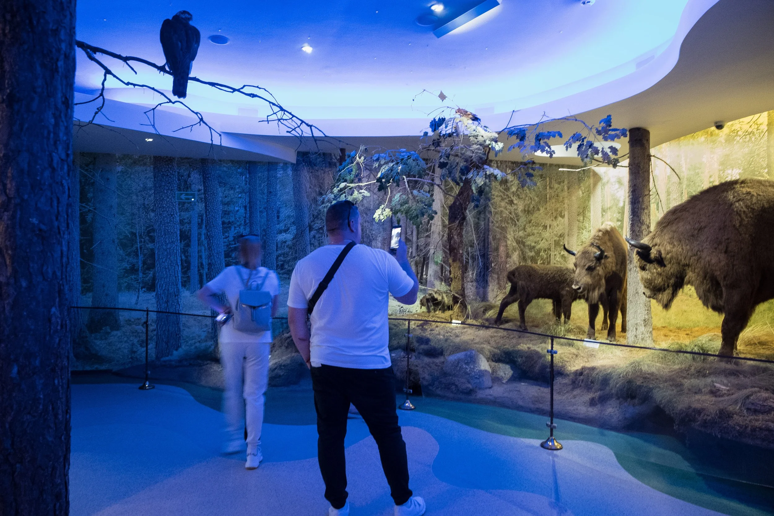 Visiteurs regardant une scène de musée avec des animaux sauvages en cage ou en habitat simulé, comprenant un bison et un autre mammifère, sous un éclairage bleu.