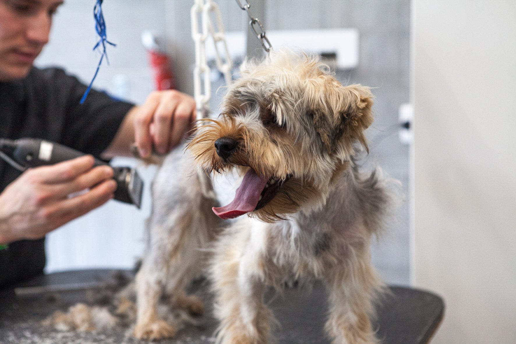 Un chien moelleux, beige et gris, est en train d'être toiletté sur une table de toilettage par un professionnel, avec un peigne à la main. Le chien a la gueule ouverte, semble heureux, avec la langue sortie, dans un environnement de salon de toiletta