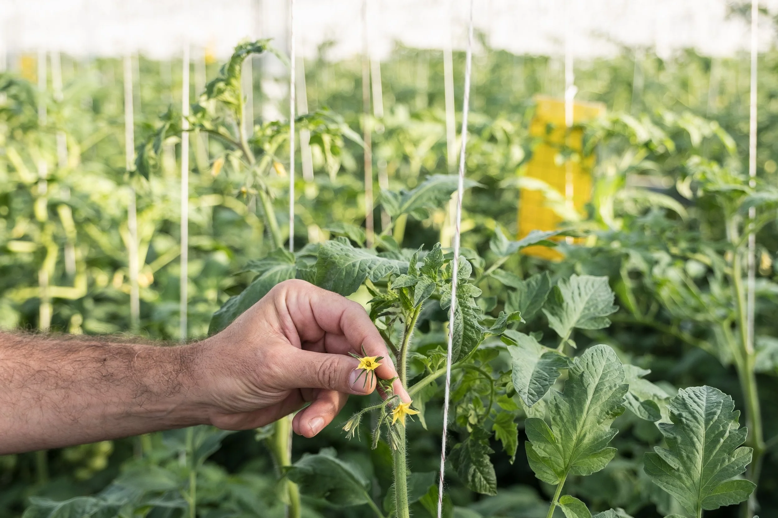 Une main tient un petit plant de tomate en fleurs dans une serre de plants de tomate.