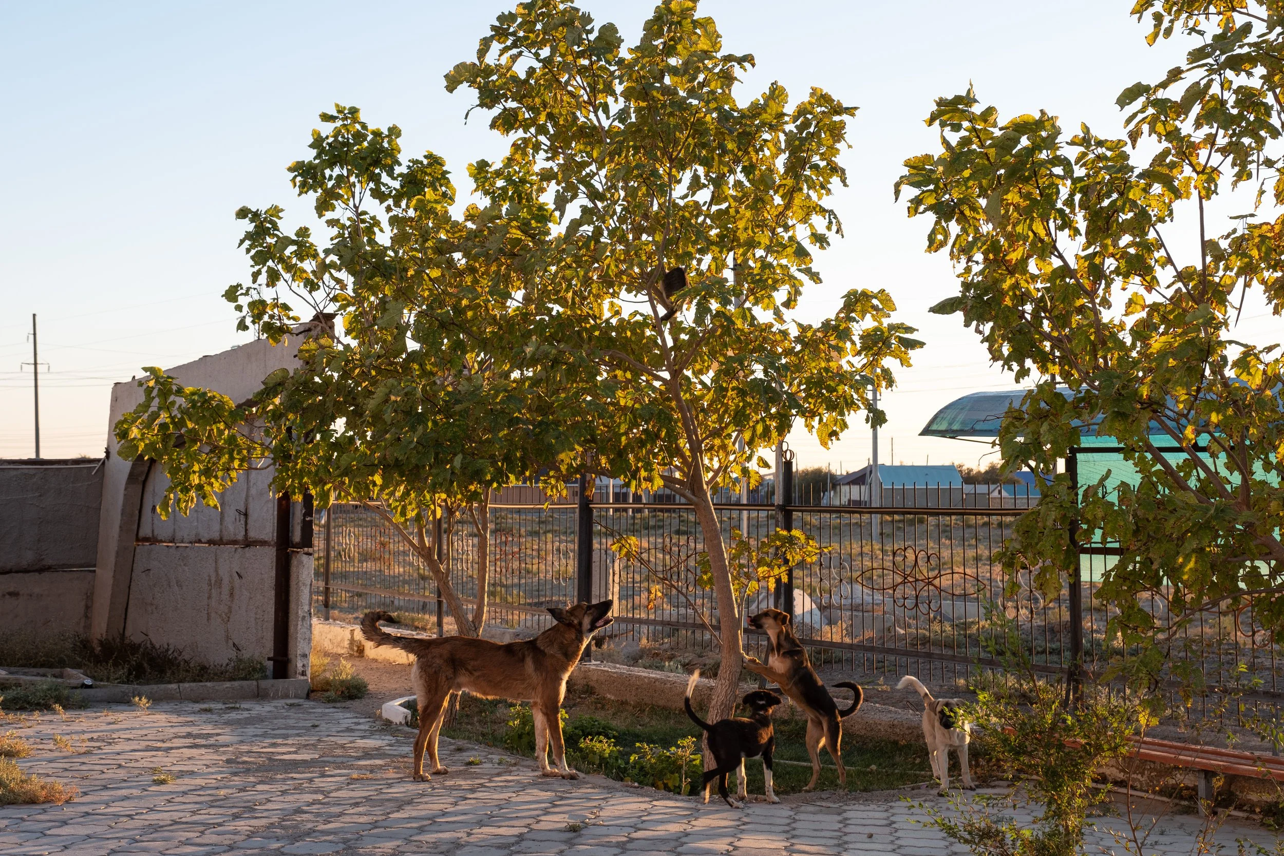 Un groupe de chiens de différentes tailles et couleurs jouent sous un arbre dans une cour en pierre, avec une clôture en métal en arrière-plan, au coucher du soleil à Aralsk au Kazakhstan.