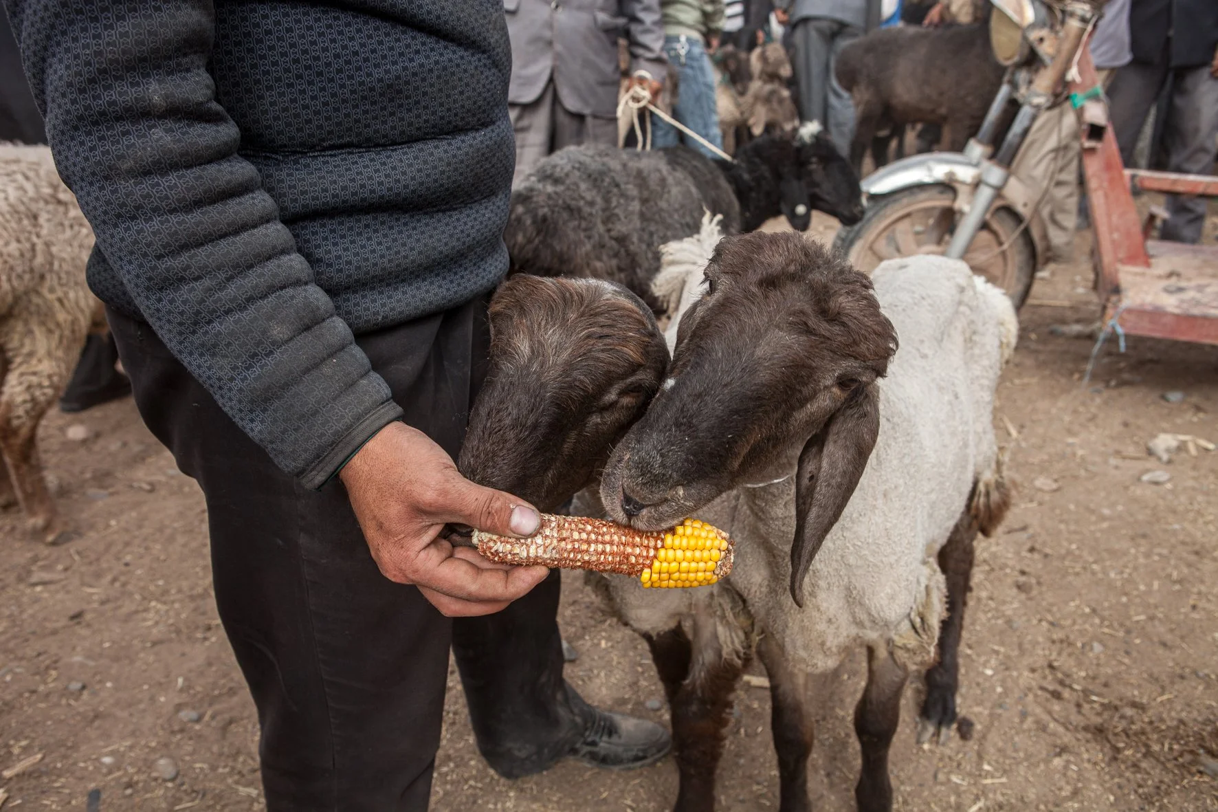 Une personne donne du maïs à deux chèvres dans un marché, entourée d'autres animaux et de personnes.