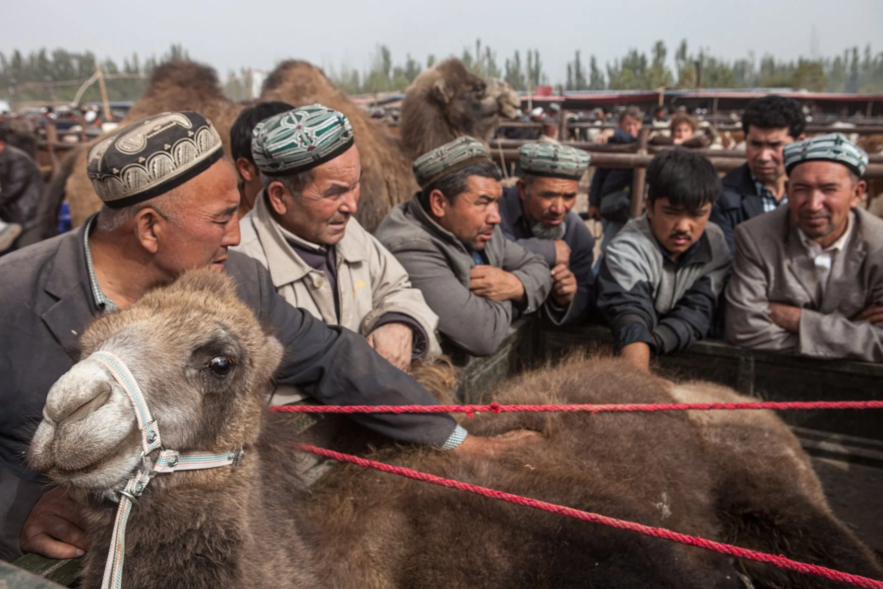 Gens observant des chameaux dans un marché à Kashgar en Chine, avec des hommes portant des chapeaux traditionnels et des chameaux attachés par des cordes rouges.