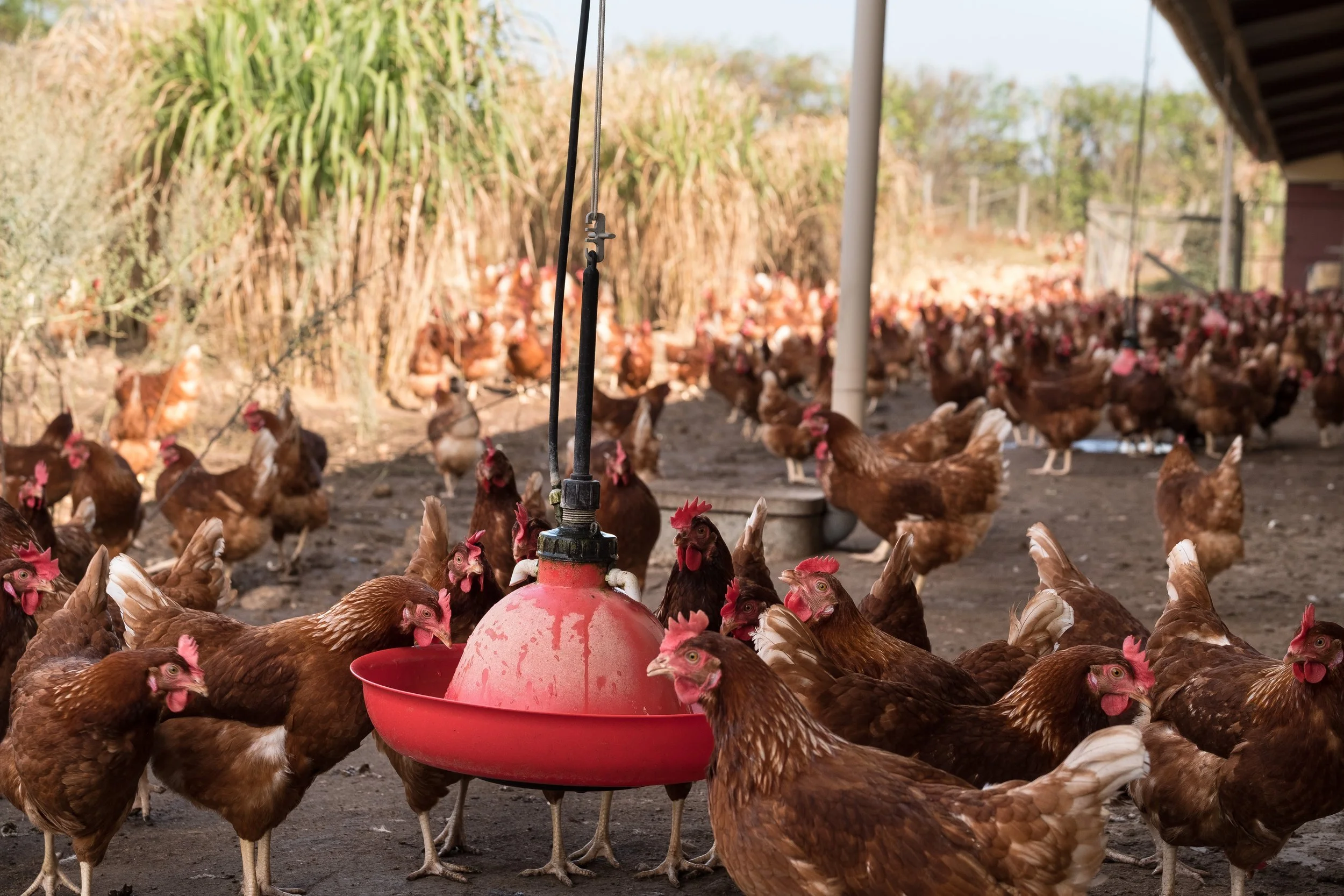 Poules rousses dans une exploitation, picorant autour d'un système d'abreuvoir rouge sous un abri.