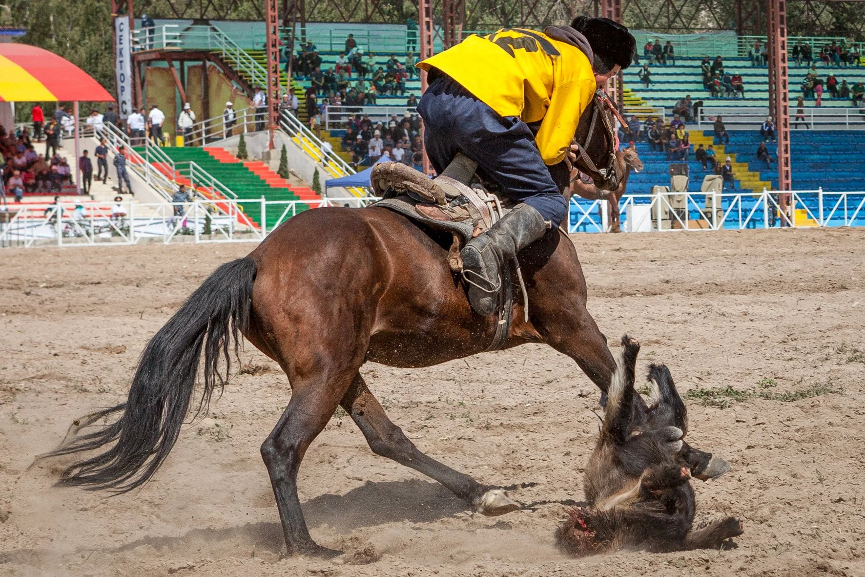 Une personne à cheval sur un terrain de kok boru, il vient de faire tomber la chèvre qui lui sert de ballon, dans un stade avec des gradins occupés par des spectateurs.