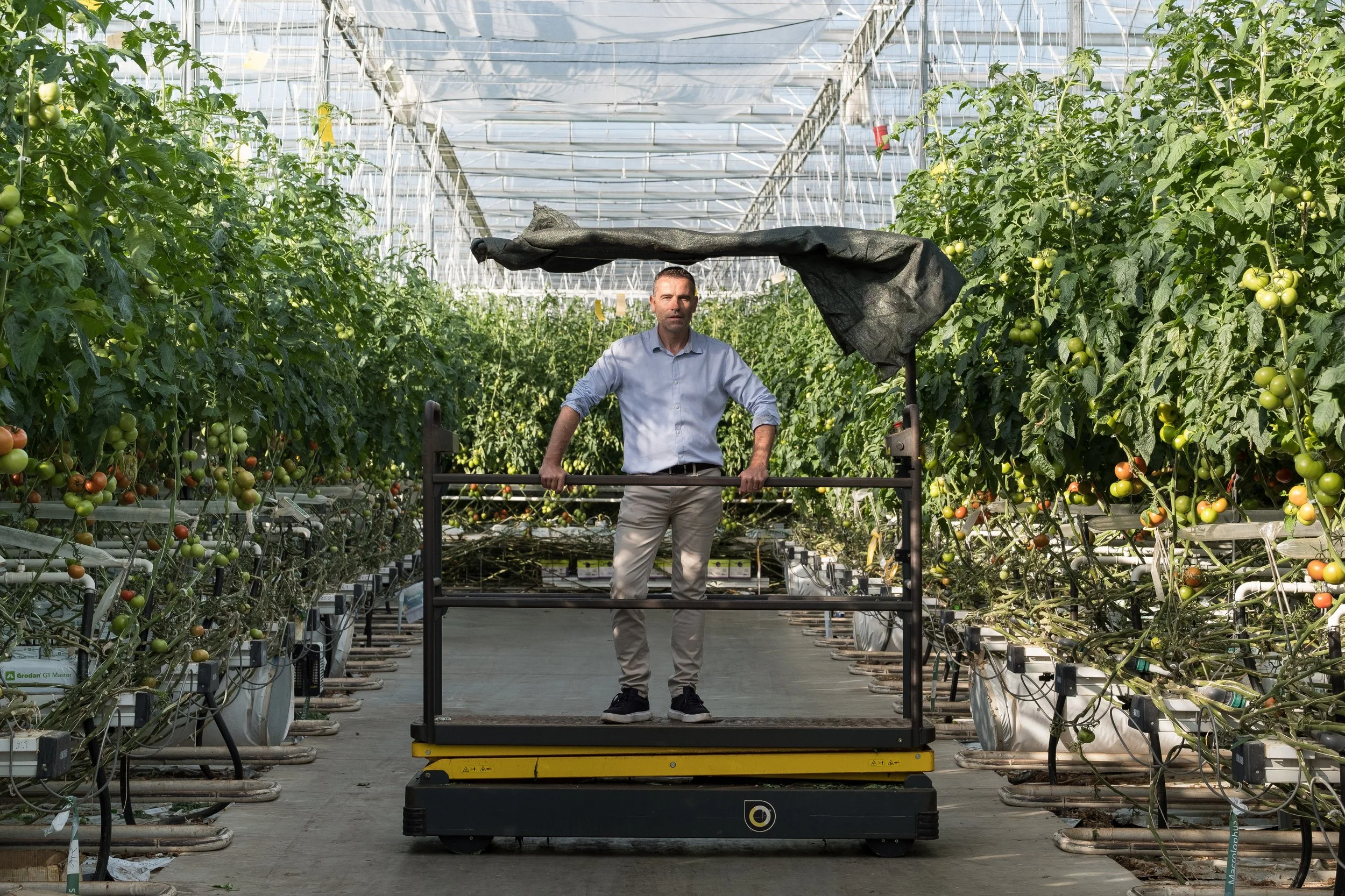 Un homme dans une serre agricole contrôlant la croissance de tomates en utilisant un élévateur.
