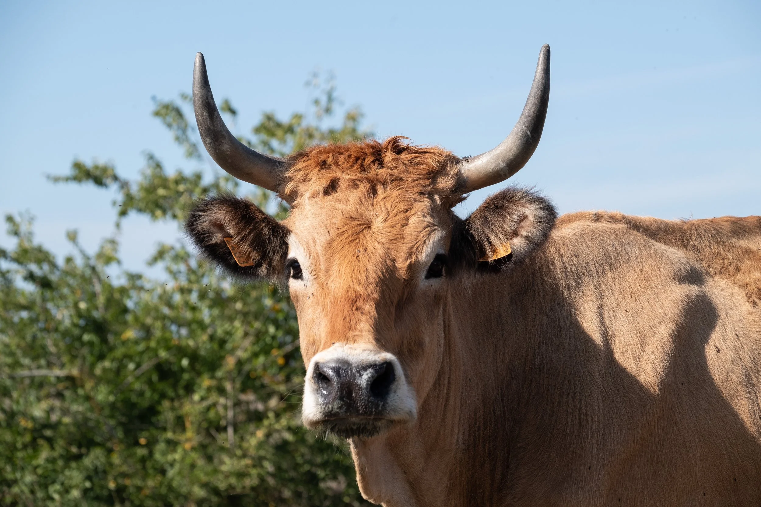Vue rapprochée d'une vache maraîchine avec de grandes cornes courbées, en plein air avec un ciel bleu et des arbres en arrière-plan.