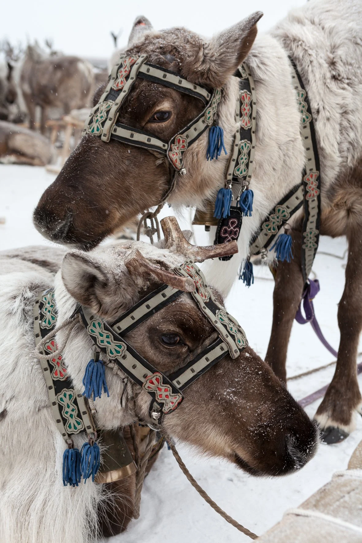 Deux rennes avec des harnais décorés dans un paysage enneigé en Russie.