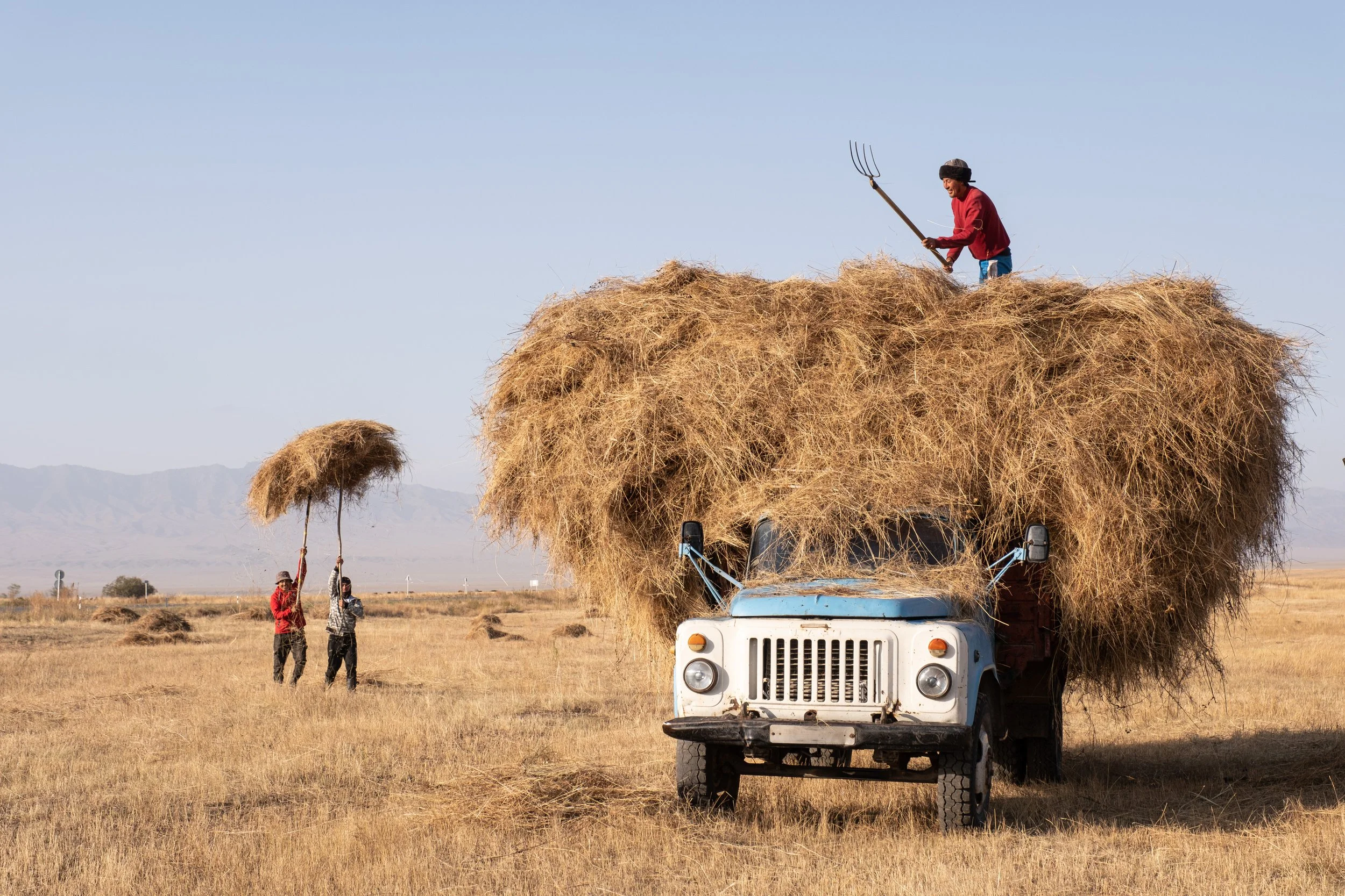 Une scène de récolte en plein air avec un tracteur chargé de paille et trois personnes. Une personne se tient debout sur le tracteur avec une fourche, et deux autres tiennent une botte de foin à bout de fourches au Kazakhstan.