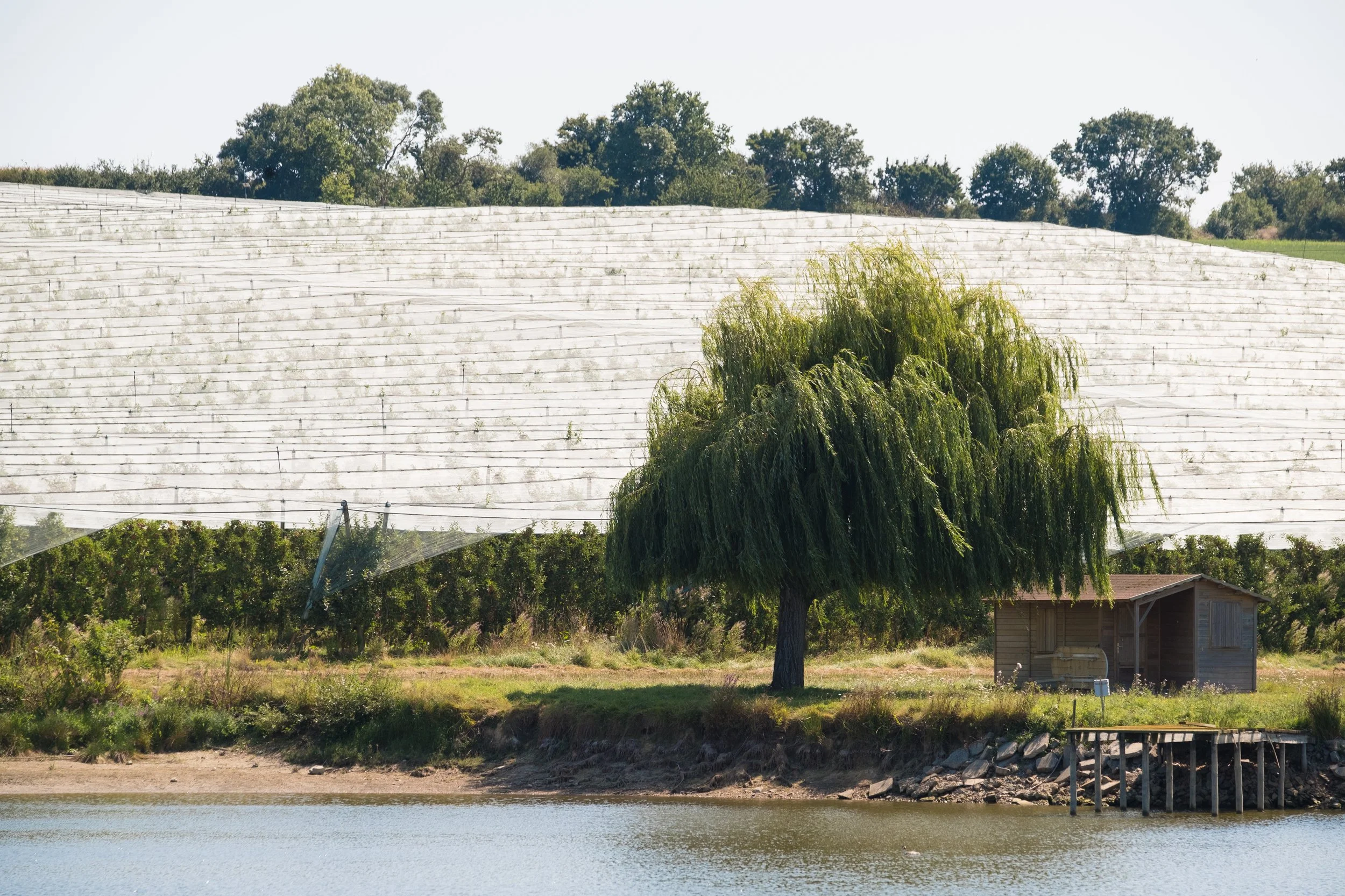 Un arbre vert feuillu près d'une petite cabane en bois au bord d'une rivière, avec une grande surface de filets de protection de culture en arrière-plan.