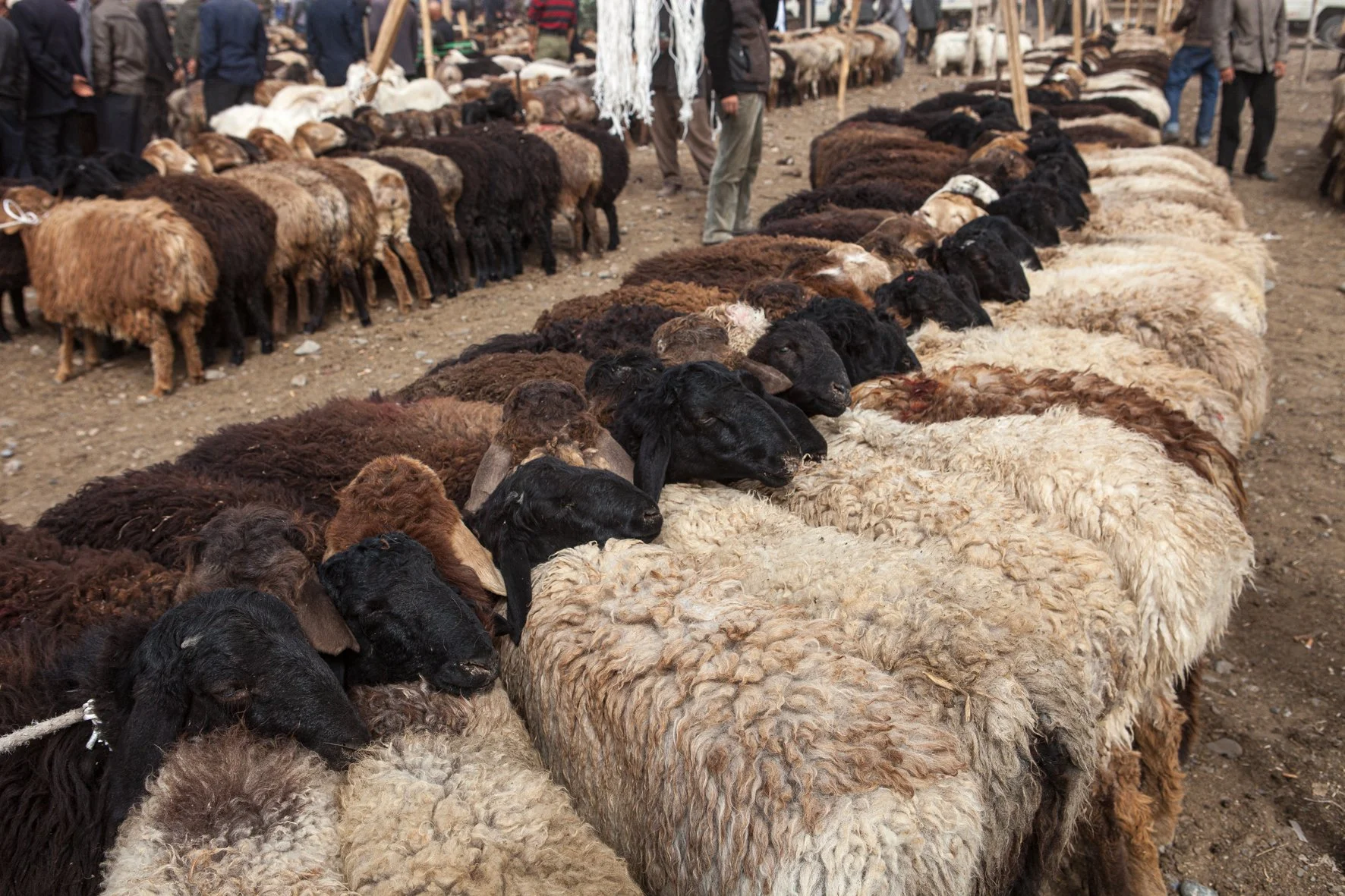 Une rangée de moutons de différentes couleurs, principalement noirs et beiges, sont alignés en attente dans un marché ou une foire, avec des personnes visibles en arrière-plan.