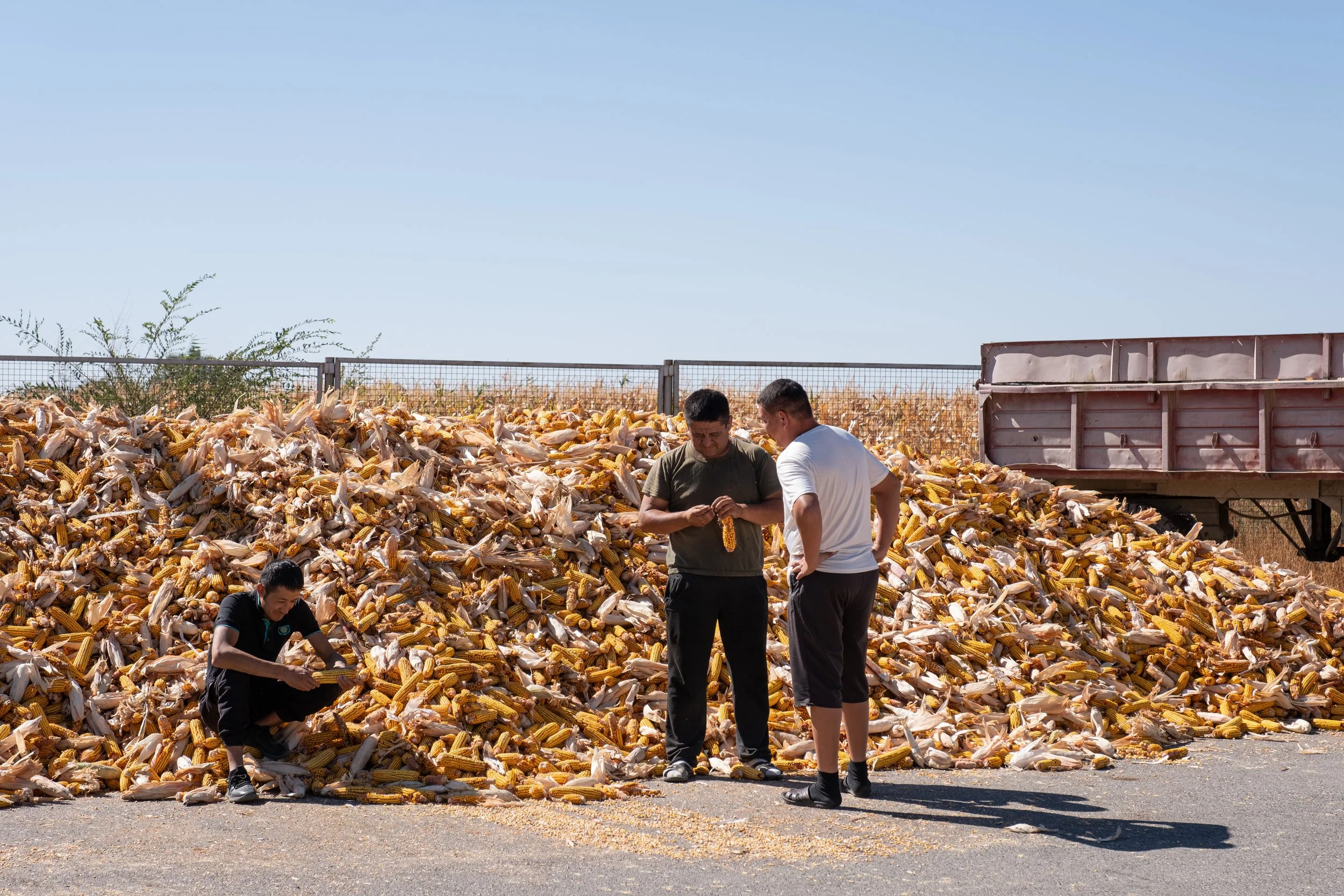 Trois hommes inspectent des épis de maïs fermentés ou séchés devant une monticule de maïs dans une zone en plein air, sous un ciel clair, au Kazakhstan.