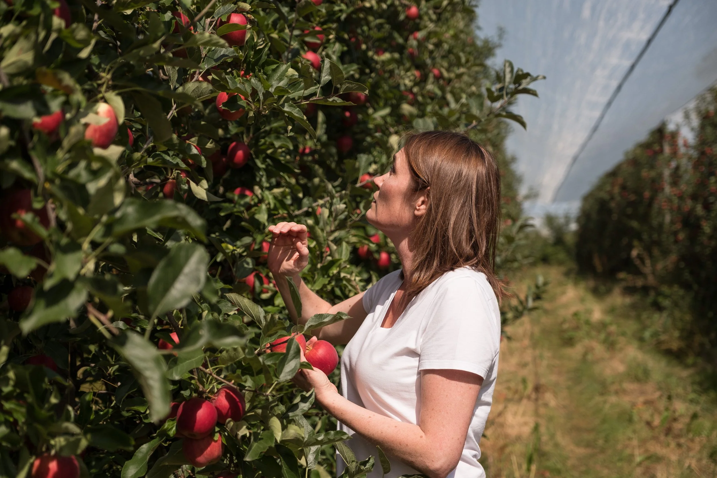 Femme cueillant des pommes rouges dans un verger d'arbres fruitiers.