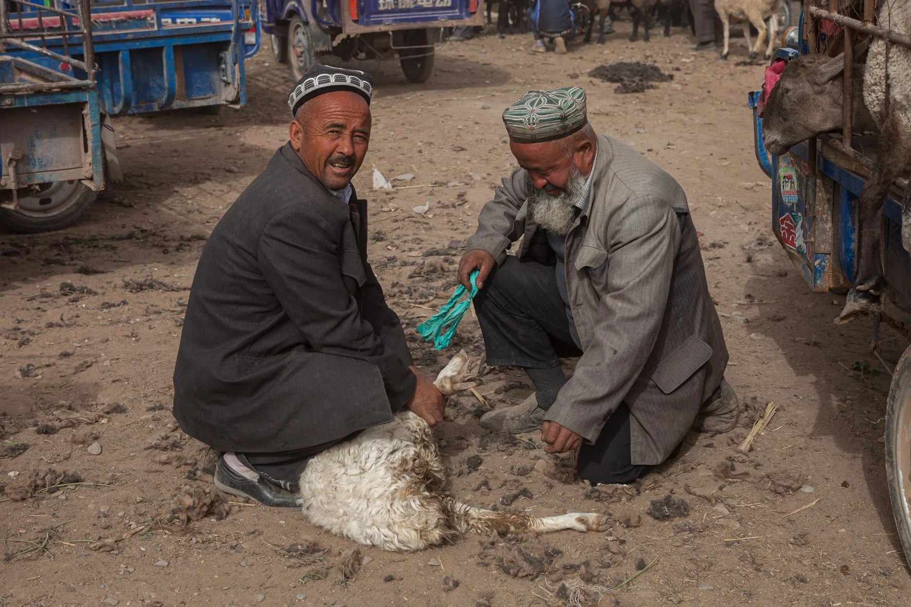 Deux hommes en vêtements traditionnels se penchent vers un mouton couché sur le sol, dans un marché en plein air. Un homme tient une paire de ciseaux dans sa main. Autour, il y a des véhicules et une atmosphère animée de marché.