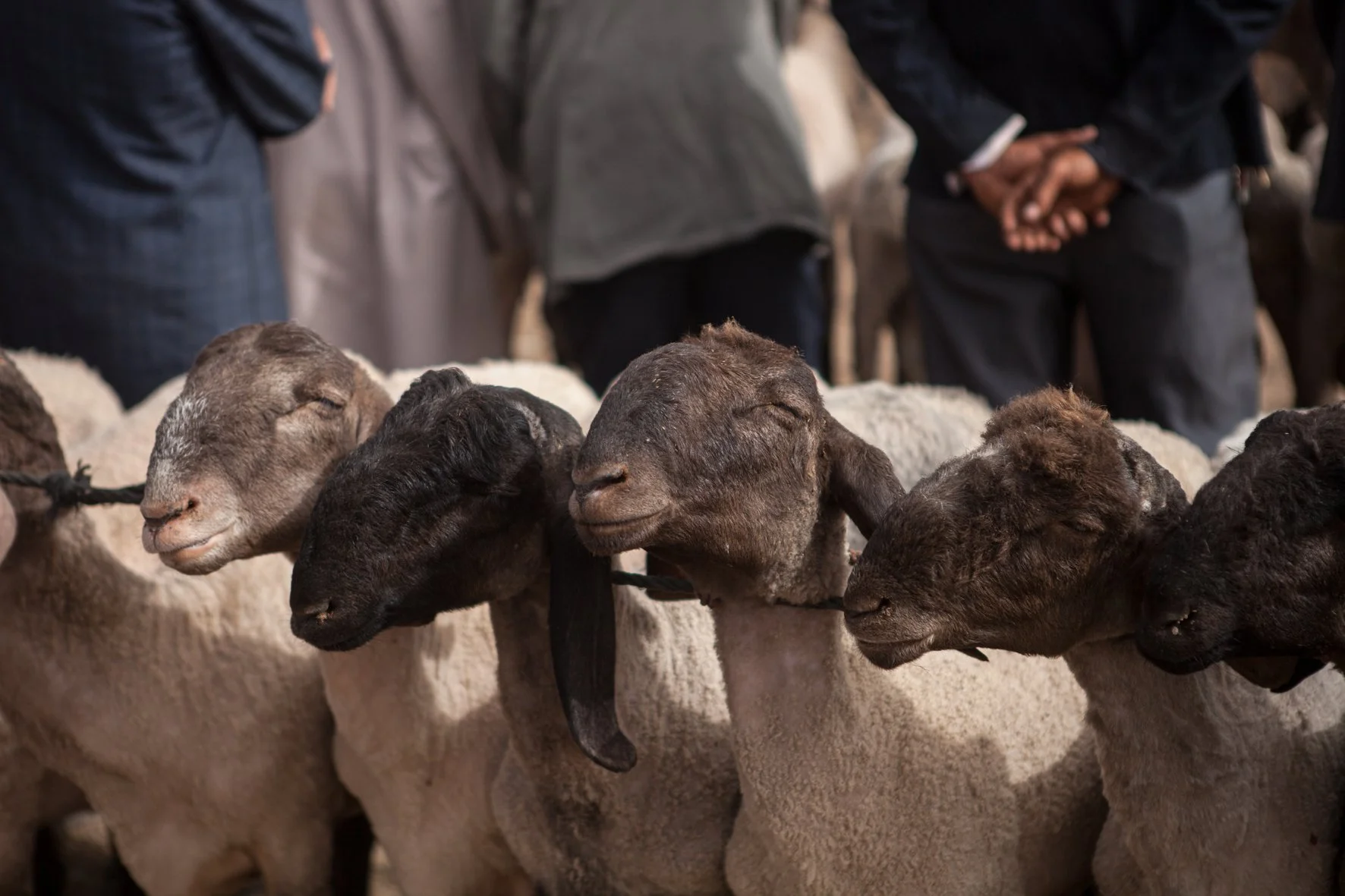 Un groupe de moutons avec des personnes en arrière-plan.