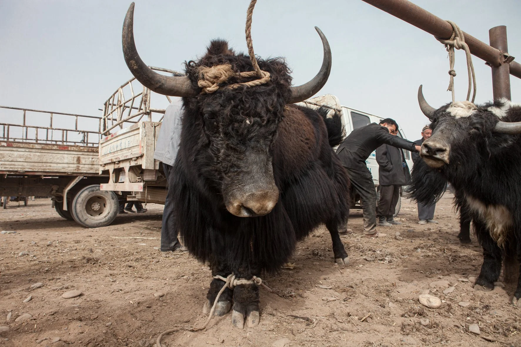 Deux yacks noirs avec des bosses sur le dos, attachés par une corde à leurs pattes, se trouvent à côté d’un camion et de quelques hommes en vêtements sombres sur un terrain poussiéreux.