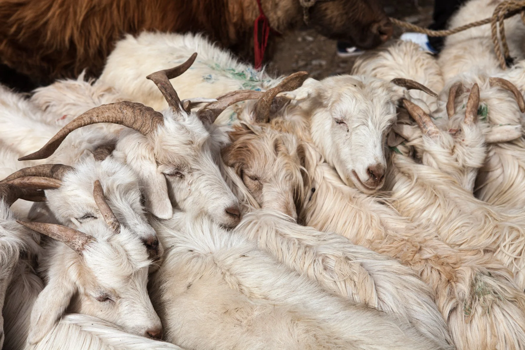 Groupe de chèvres blanches et brunes avec des cornes, certaines avec les yeux fermés, toutes regroupées étroitement.