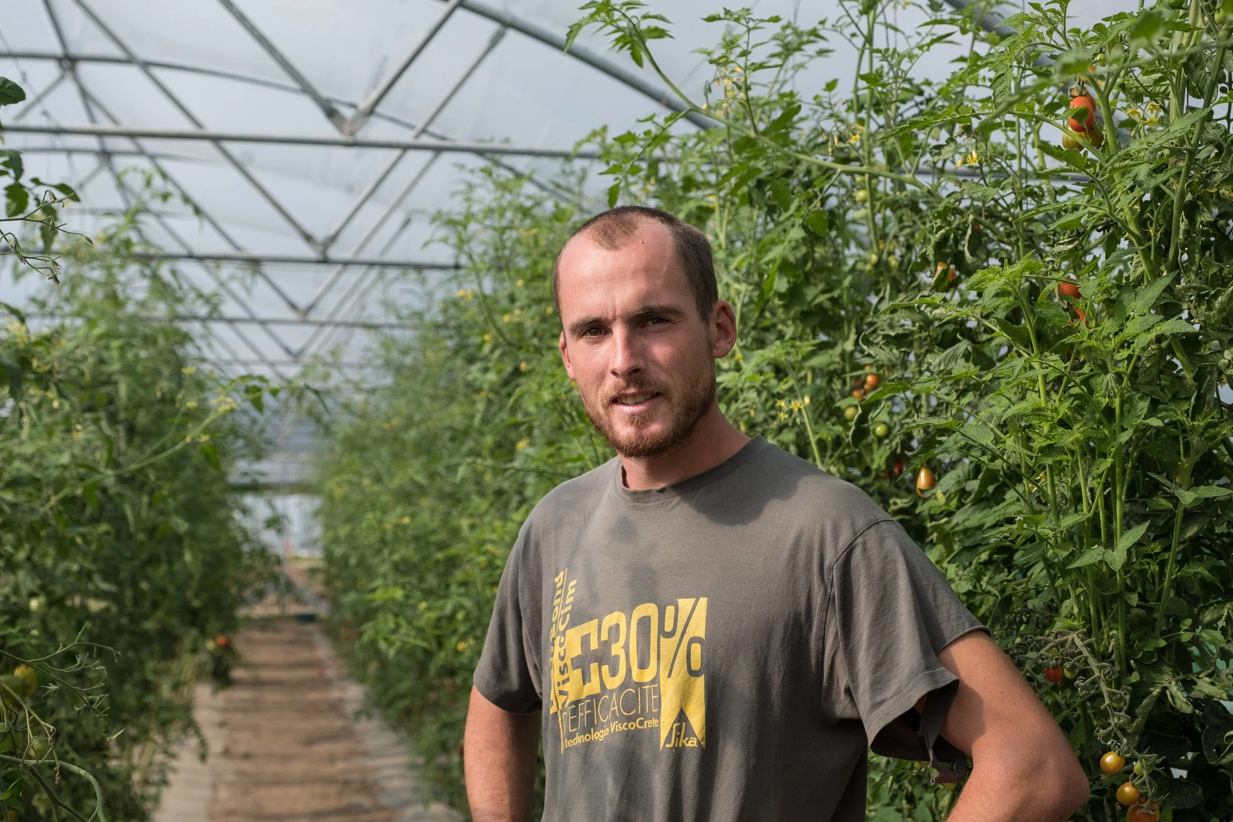 Homme dans une serre avec des plants de tomates.