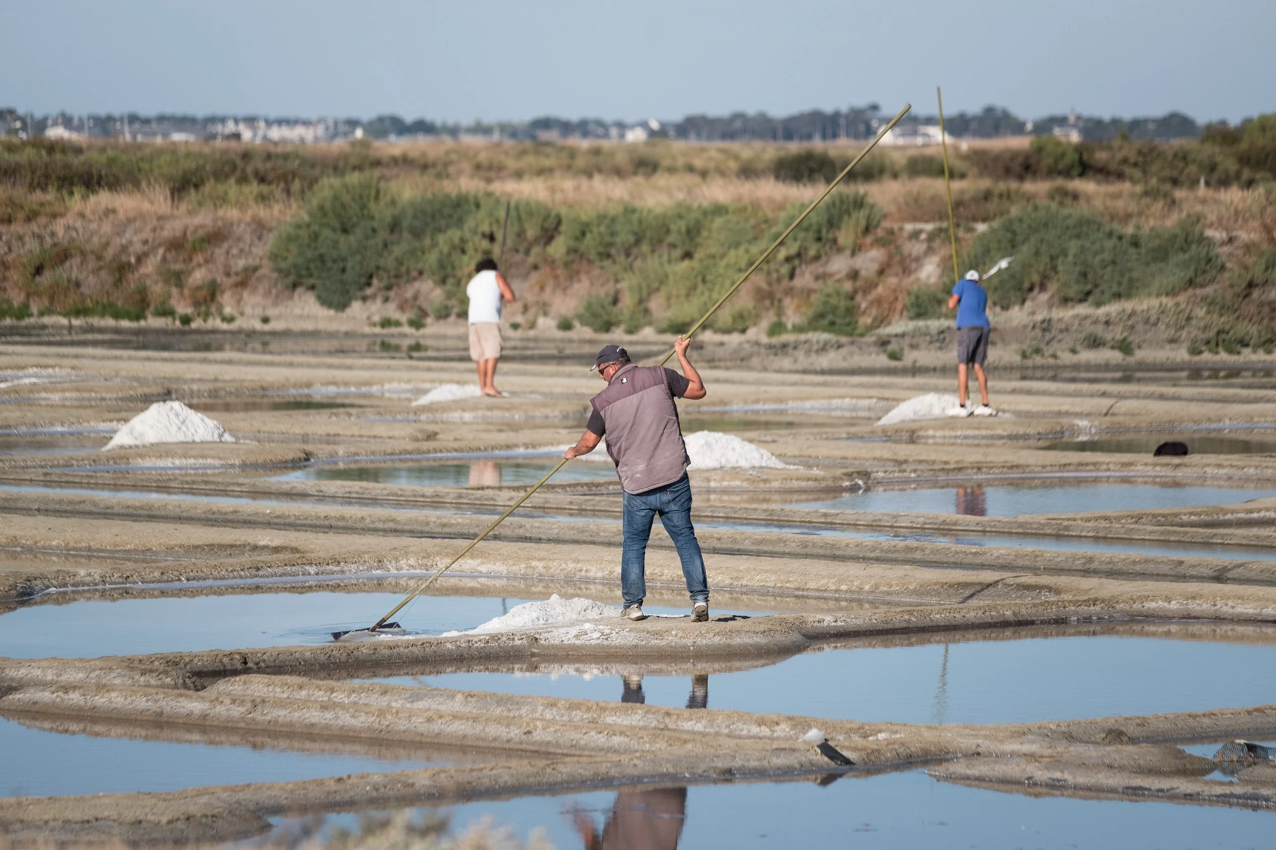 Marais salant de Guérande avec plusieurs personnes récoltant du sel avec des outils.
