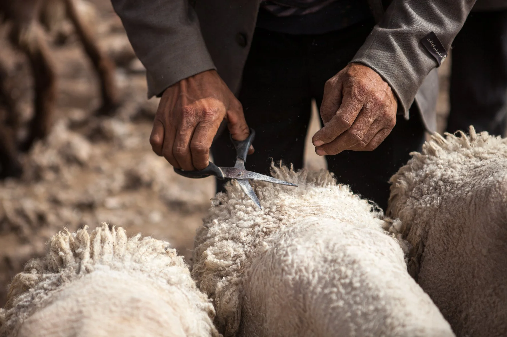 Une personne en train de tondre un mouton avec des ciseaux dans un enclos.