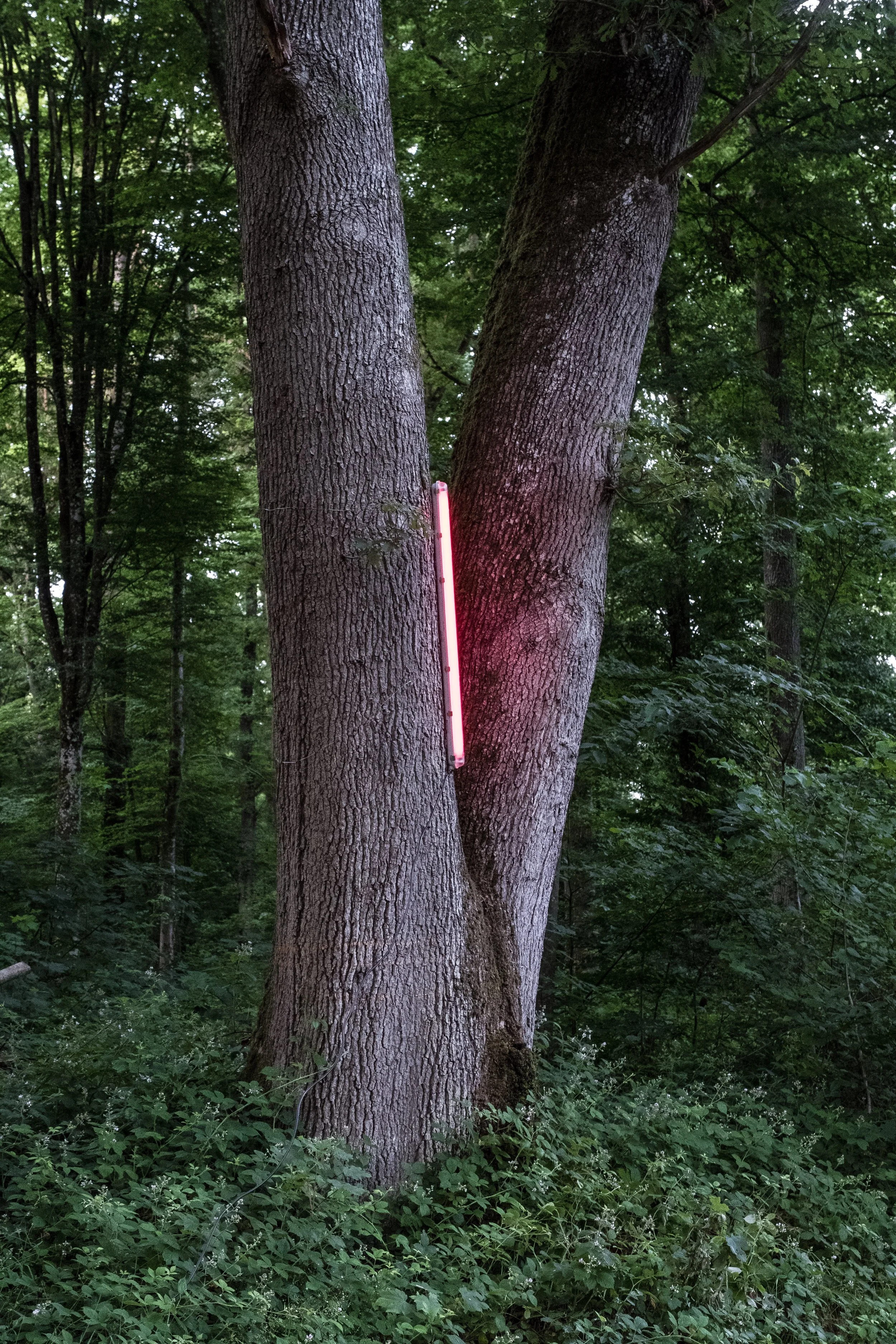 Deux grands arbres en forêt avec un néon lumineux rose fluorescent fixé entre eux.