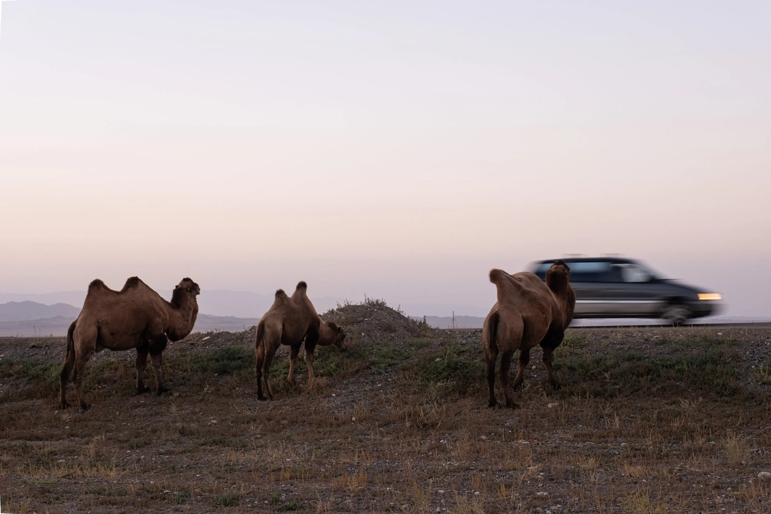 Trois dromadaires sur un terrain désertique avec un véhicule passant en arrière-plan dans un décor de montagnes au coucher du soleil au Kazakhstan.