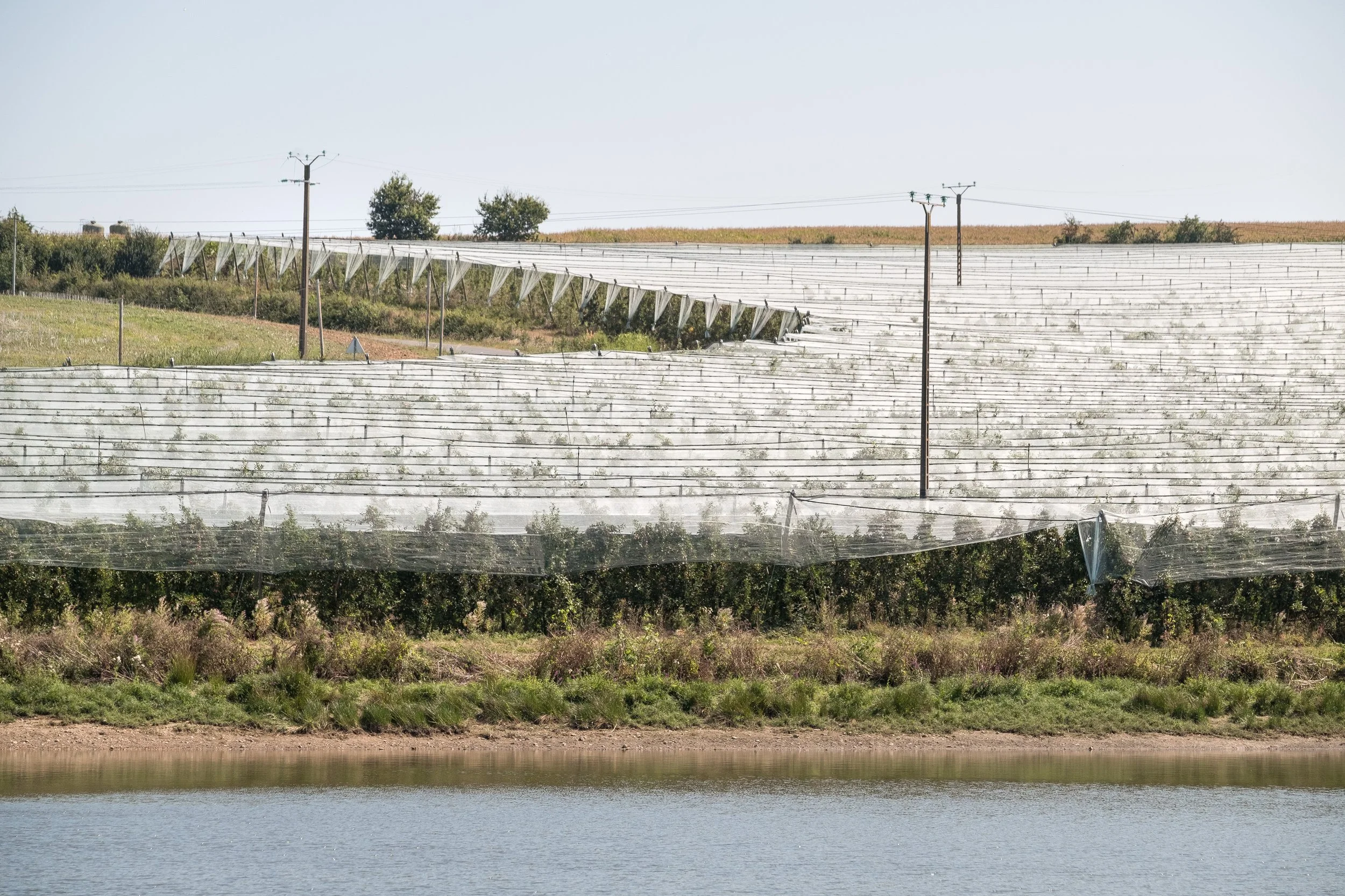 Cultures agricoles sous serre en paysage rural, avec eau au premier plan, en journée ensoleillée.