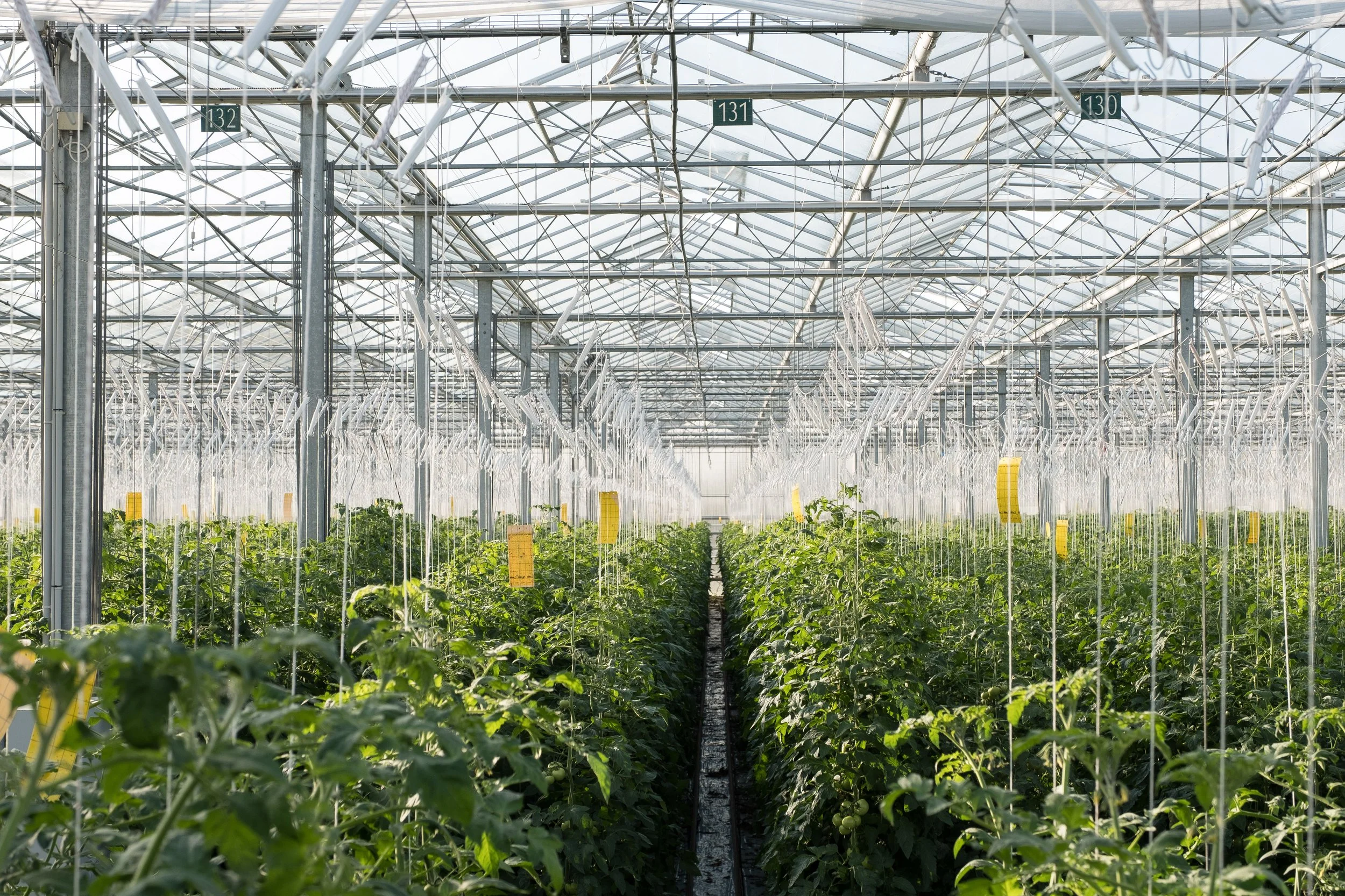 Serre de culture de tomate avec des plants verts, structure métallique et porte-greffe, sous un toit en verre, avec des étiquettes jaunes pour identifier les plantes.