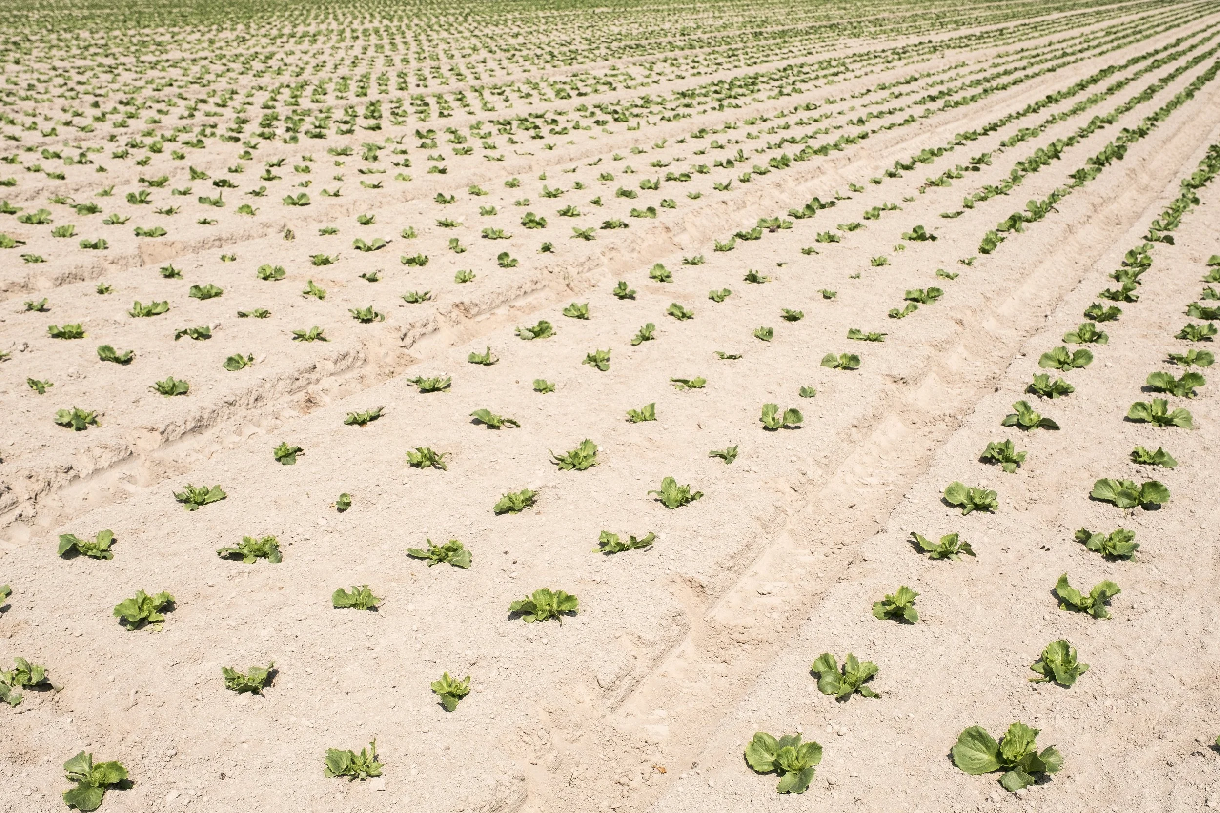 Petites laitues poussant dans un sol sablonneux dans une ferme agricole.