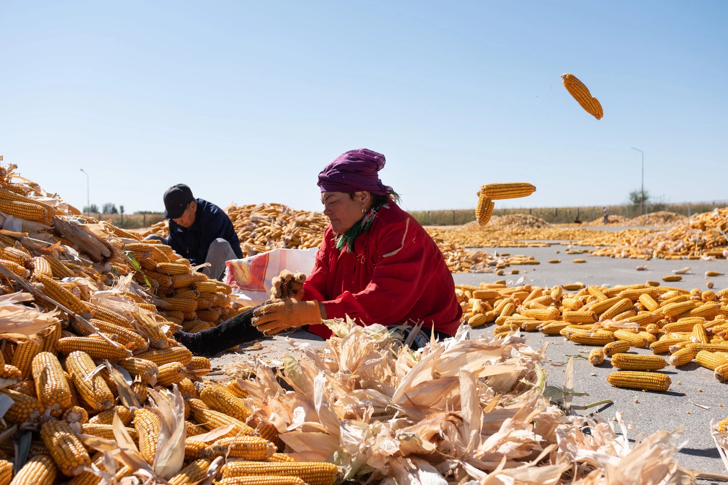 Deux personnes triant du maïs dans une zone de séchage et de stockage, avec beaucoup de maïs séché autour, par temps ensoleillé au Kazakhstan.