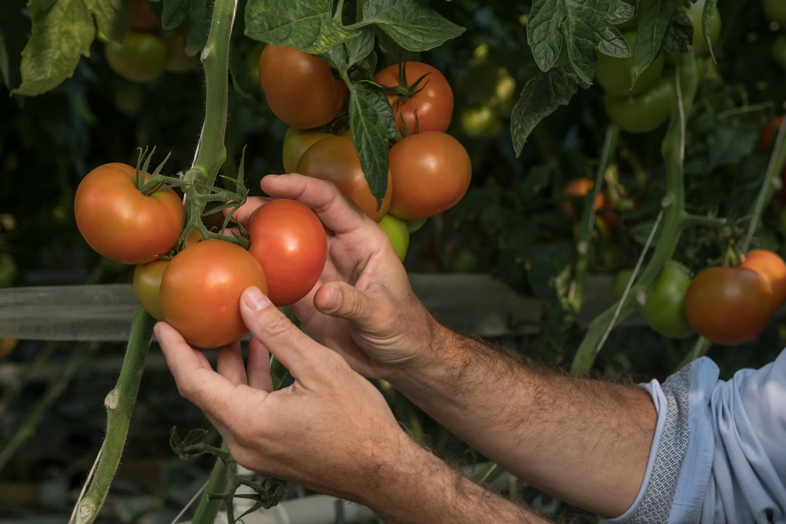 Une personne récolte des tomates mûres dans un jardin ou une serre.