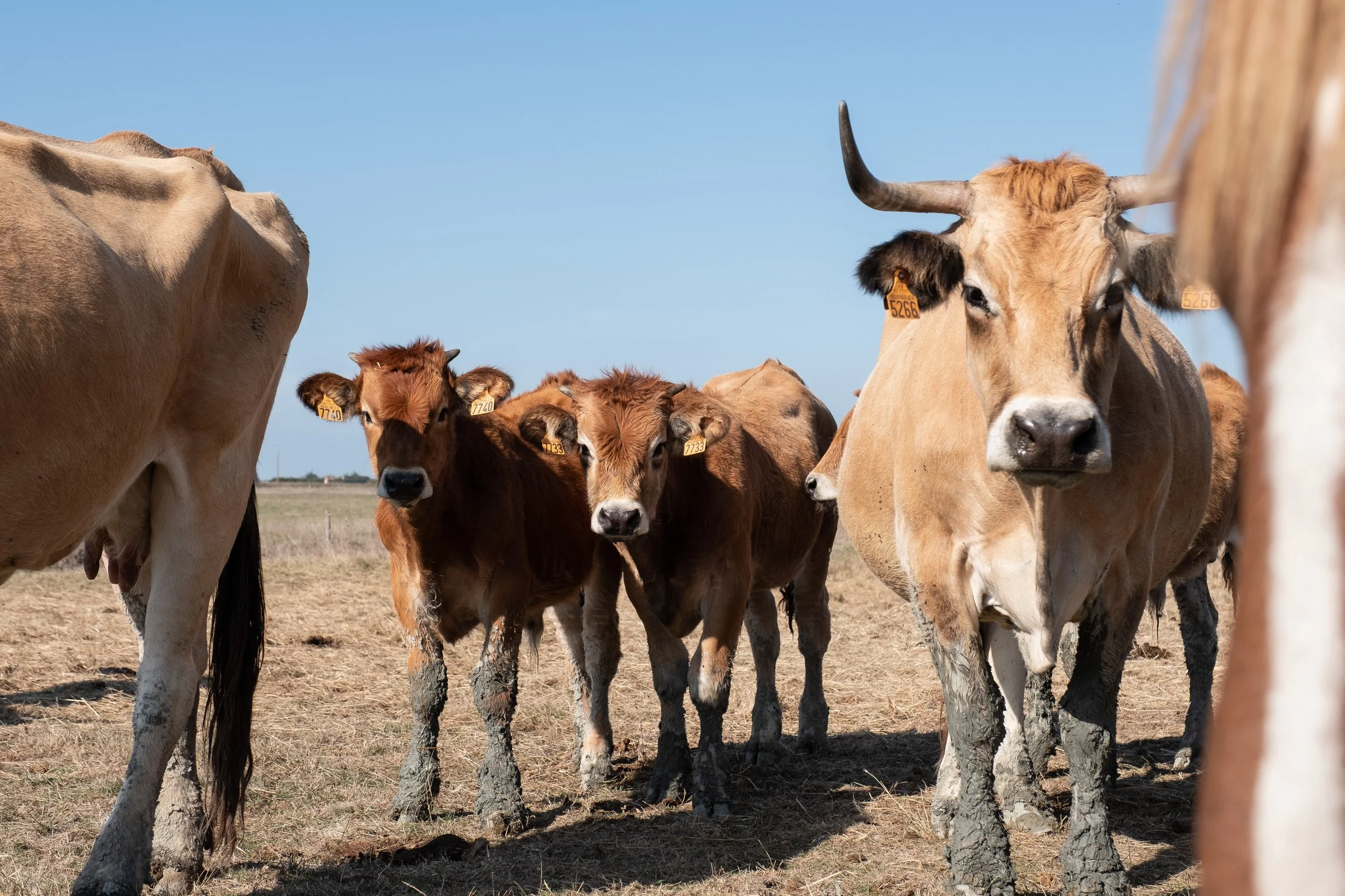 Groupe de vaches maraîchines dans un champ en plein air, sous un ciel bleu.