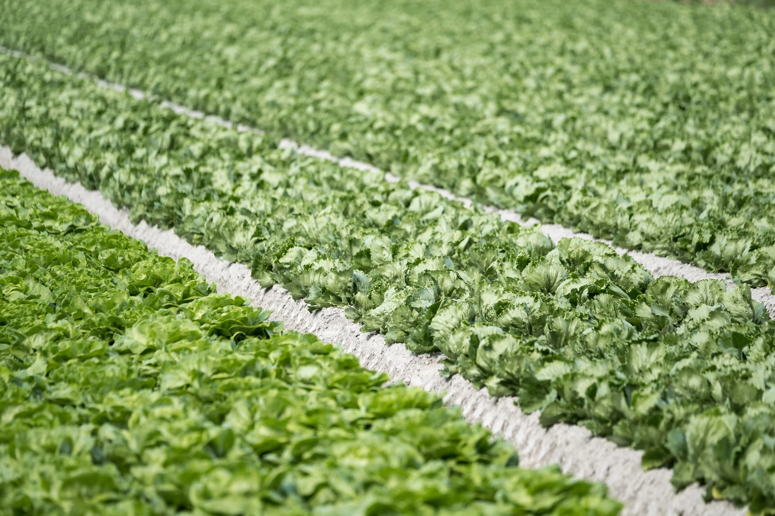 Lignes de cultures de laitues dans un champ agricole