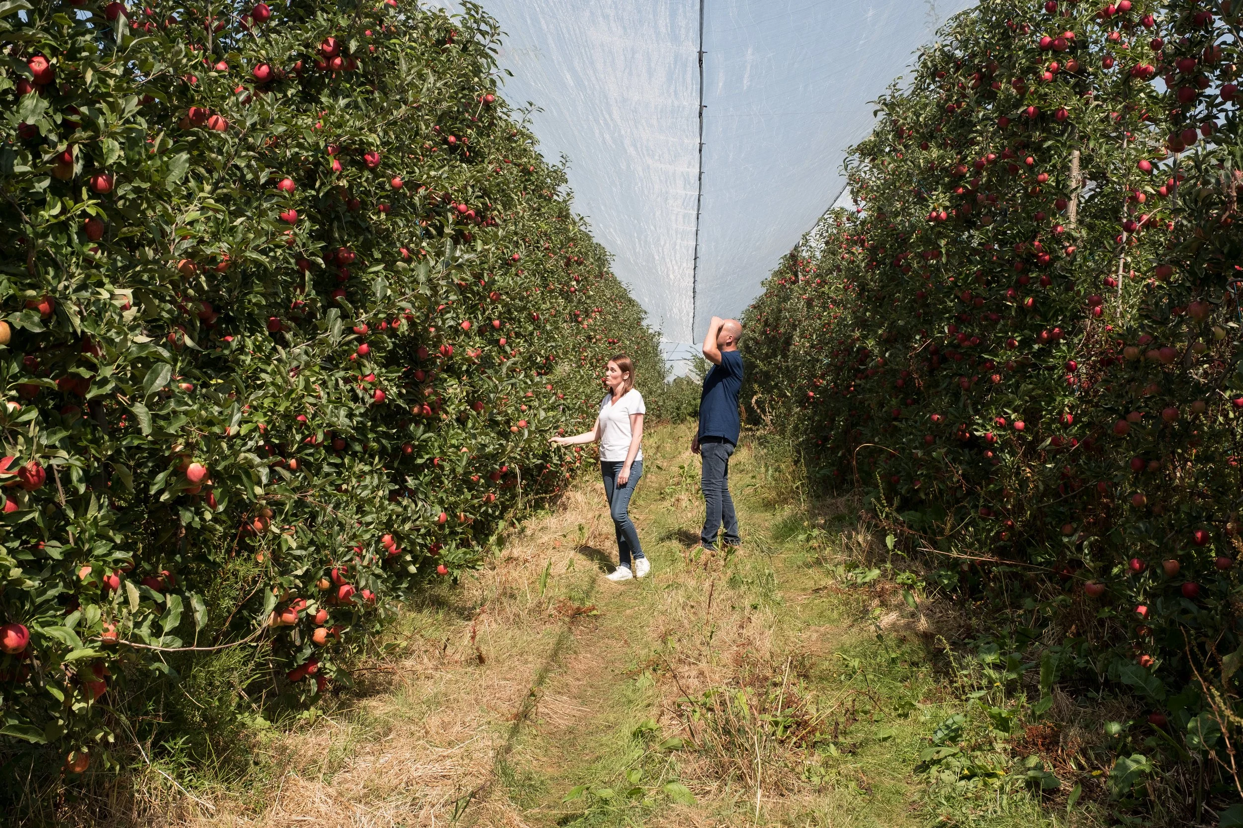 Deux personnes dans un verger de pommiers, sous une toile de protection. L'une d'elles inspecte les fruits, l'autre regarde en l'air.