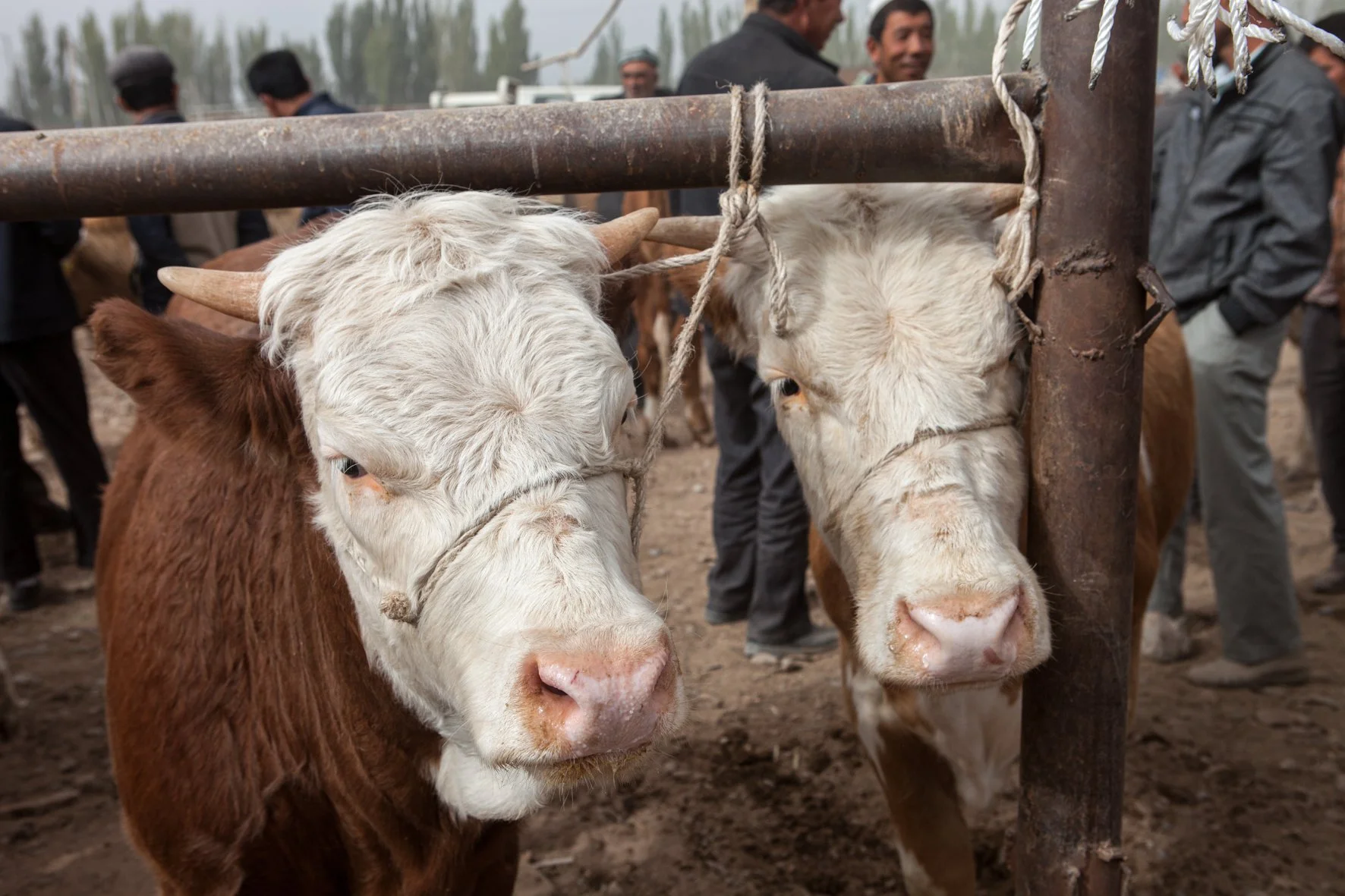 Deux jeunes vaches, une marron et une blanche à taches marron, regardent la caméra dans une ferme, avec des personnes en arrière-plan.