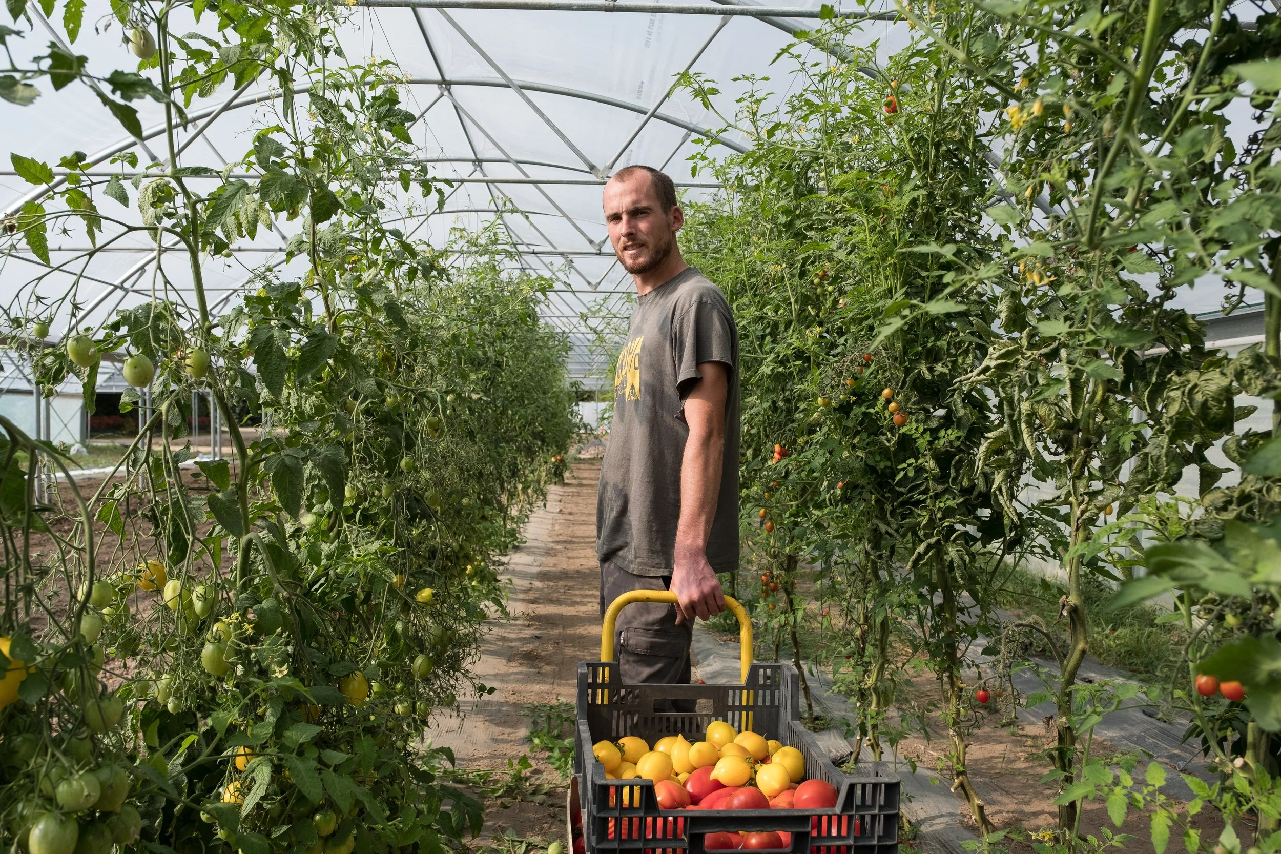 Un homme dans une serre agricole récoltant des tomates, avec une caisse de tomates jaunes et rouges, entouré de plants de tomates en vrac.
