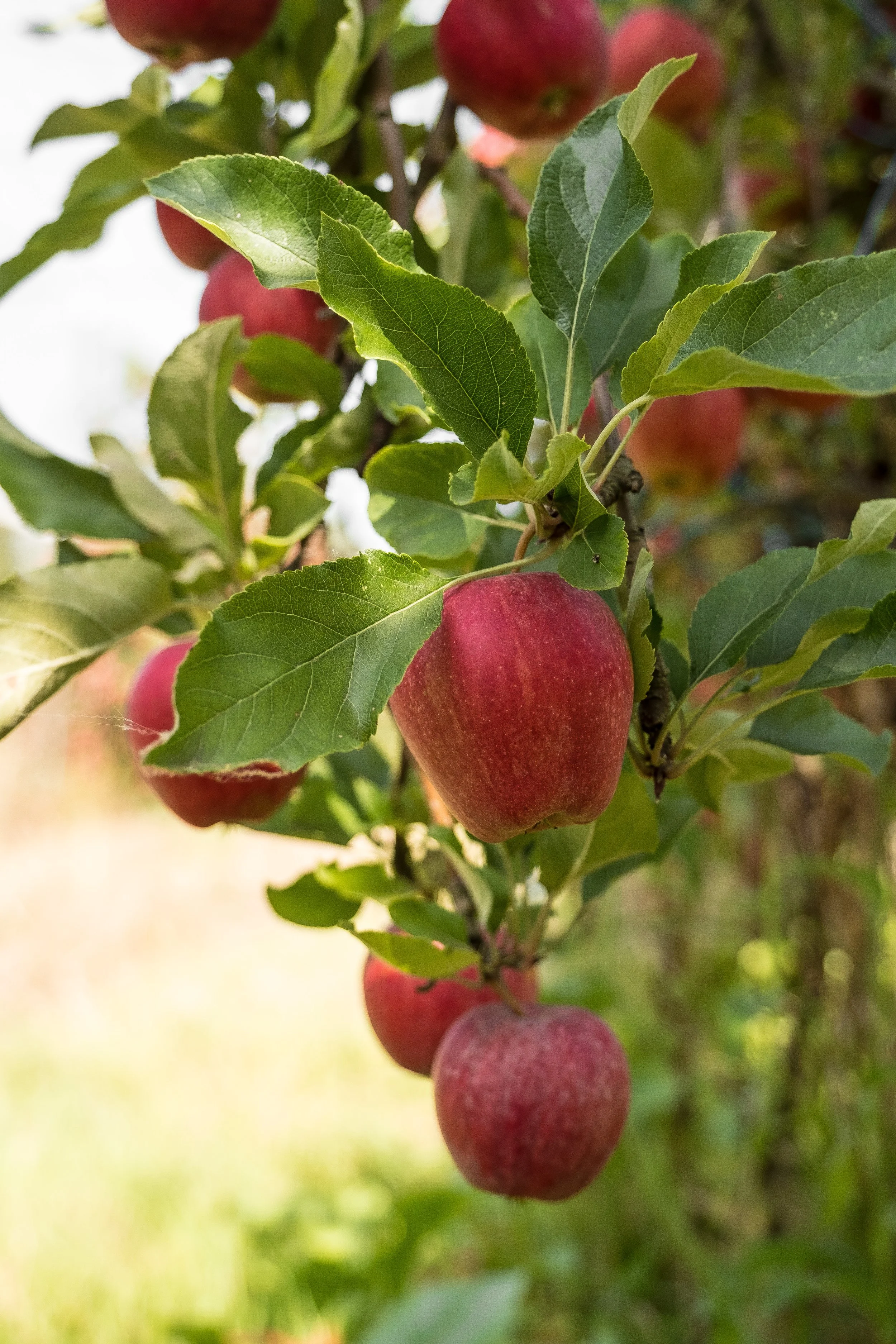 Pommes rouges mûres sur un arbre avec des feuilles vertes