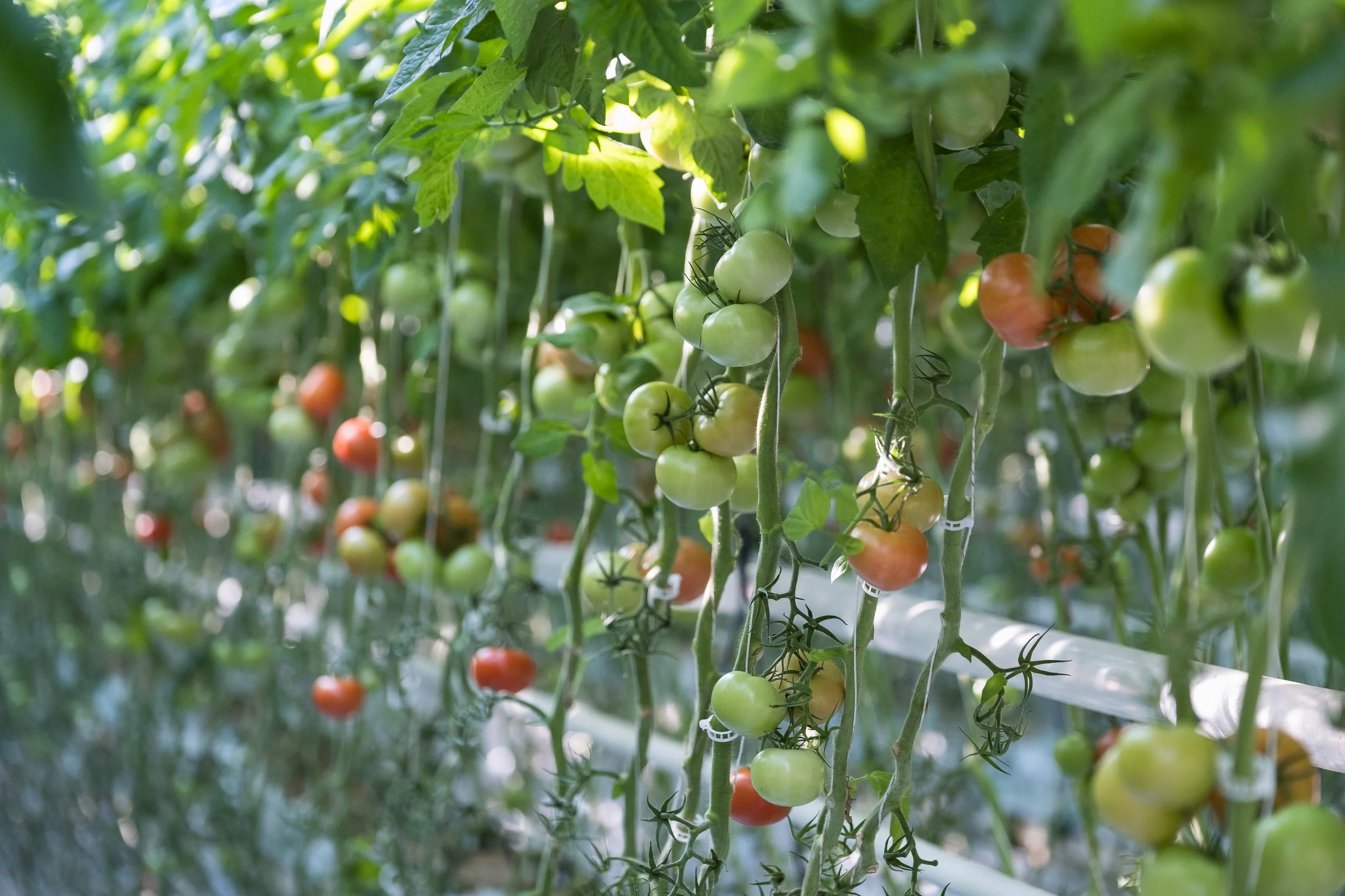 Tomates en croissance dans une serre, certains mûrissent en rouge, d'autres sont encore vertes, entourés de feuilles vertes.
