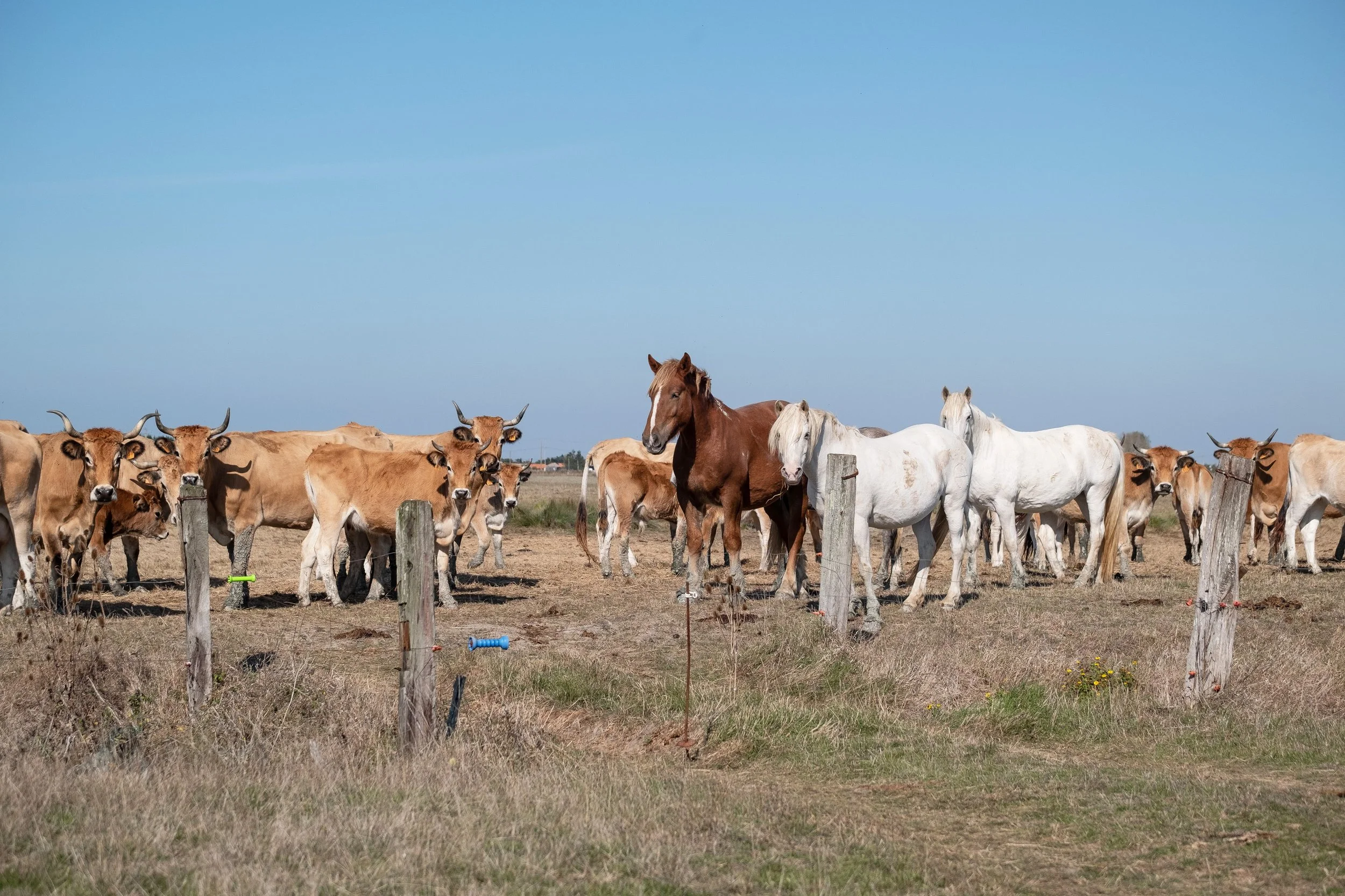 Groupe de chevaux blancs et marrons dans un champ sous un ciel bleu clair.