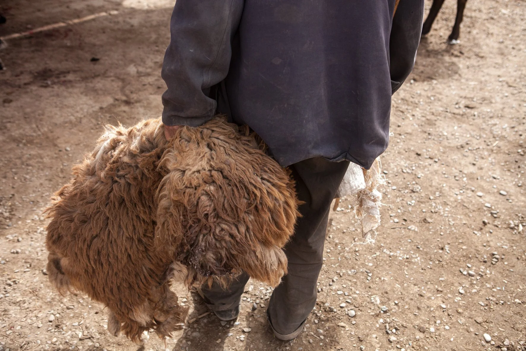 Une personne marche sur un sol en terre en tenant une peau de mouton à poil long marron.