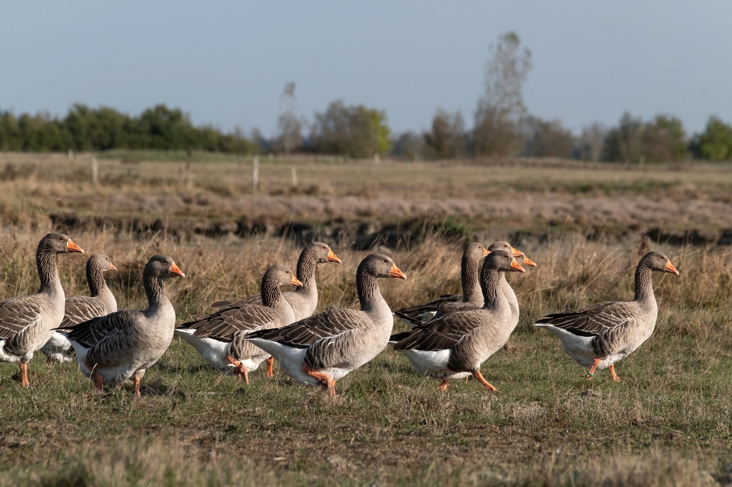 Un groupe de canards gris marchant sur un champ herbeux en dehors d'une zone boisée.