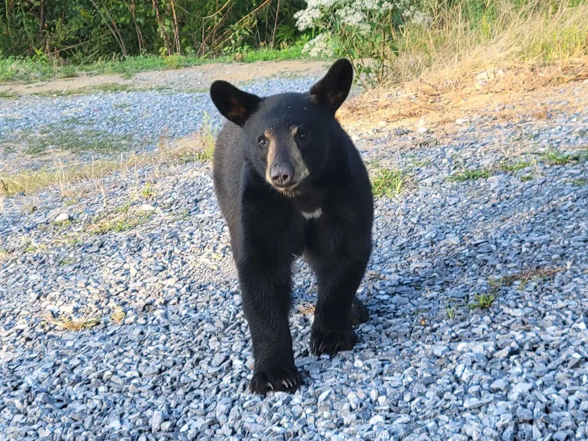 One of the best parts of staying at Anxybear? You don’t even have to leave the kitchen to spot local wildlife.