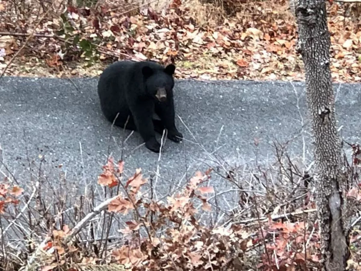 Nature’s original neighbors. 🐻