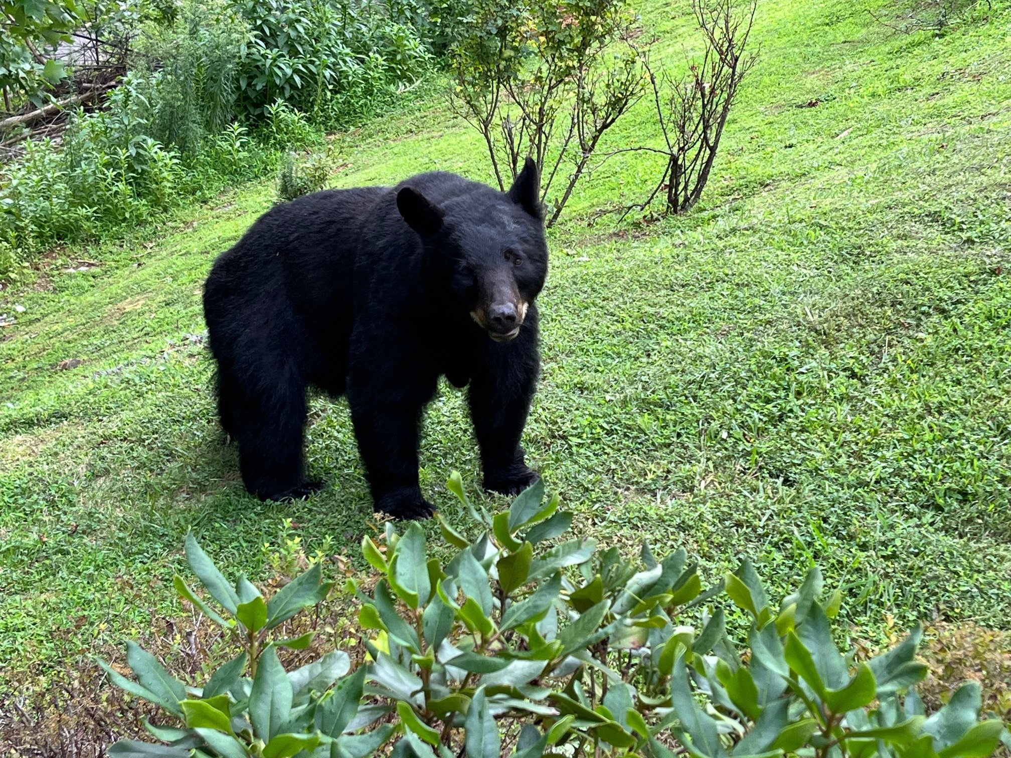 Breakfast with a view... and a few local visitors! 🐾⛰️