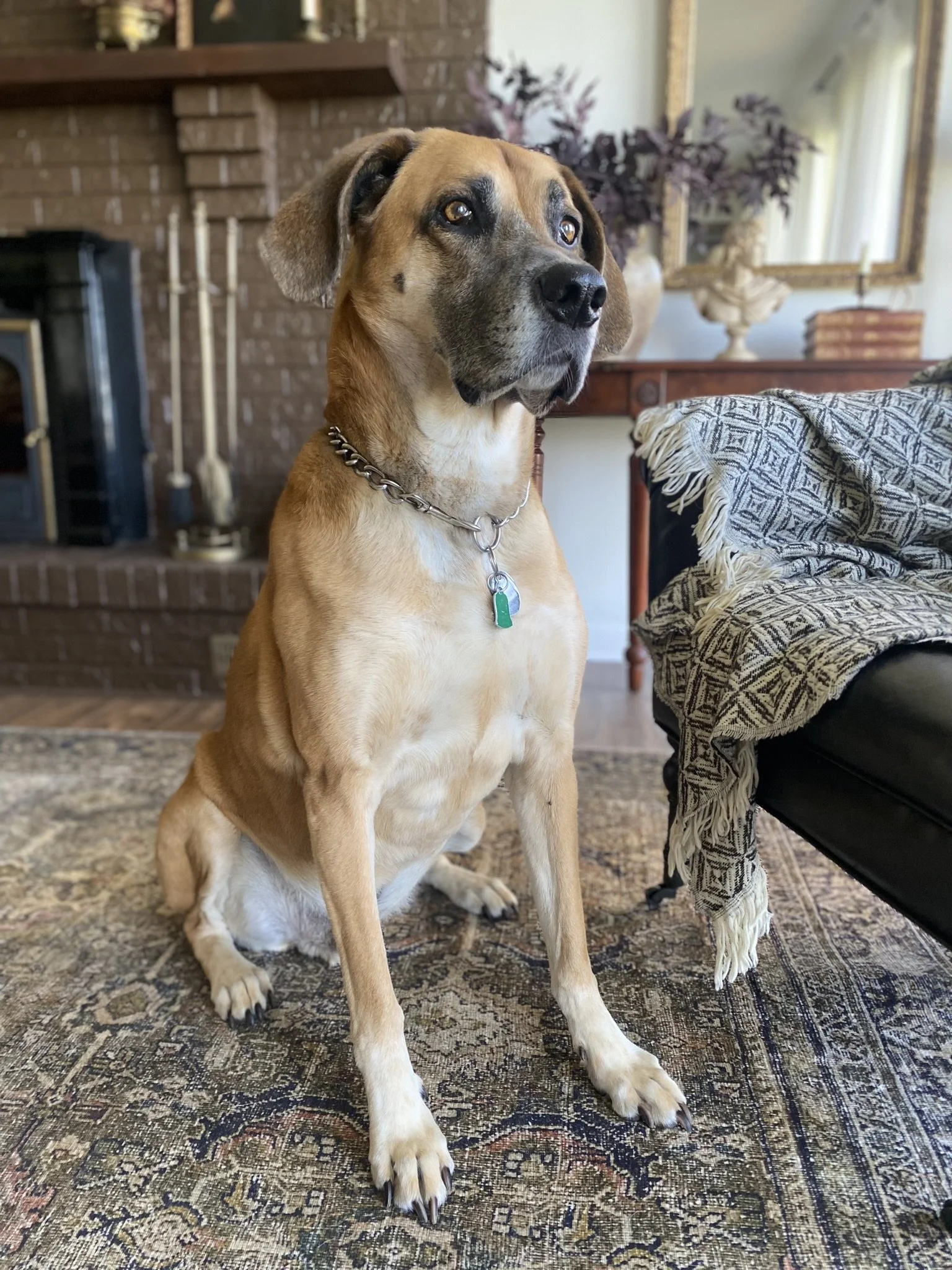 Our first dog Caesar