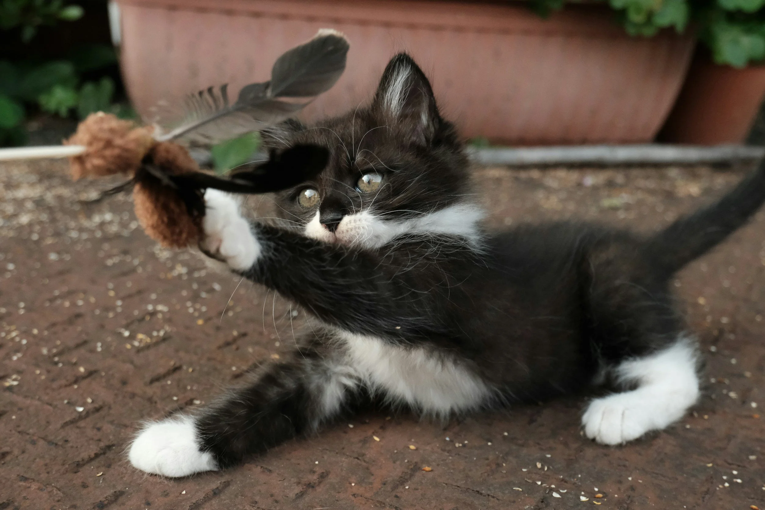 Black and white cat playing