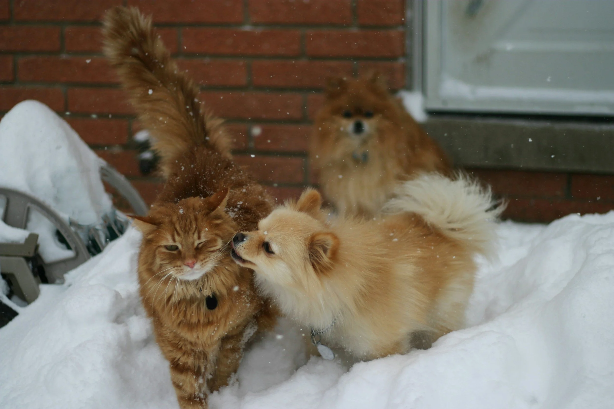 small dog giving orange long hair cat a sniff in the snow